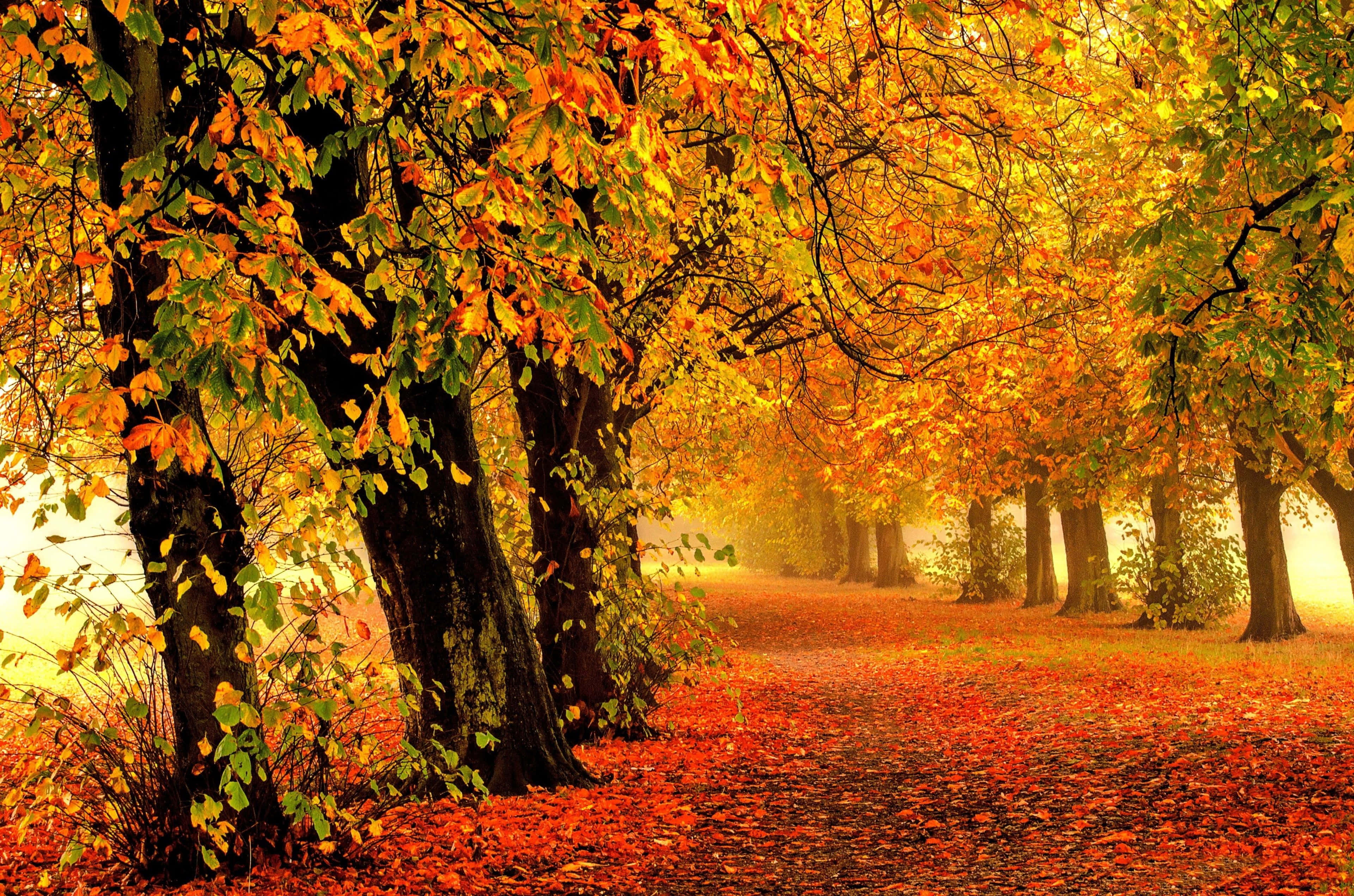 Fall Scenes 桌布 壁紙 — 一條霧氣瀰漫的秋日小徑，兩旁樹木燃燒著金黃色的葉子，下方鋪滿了落下的紅色樹葉。