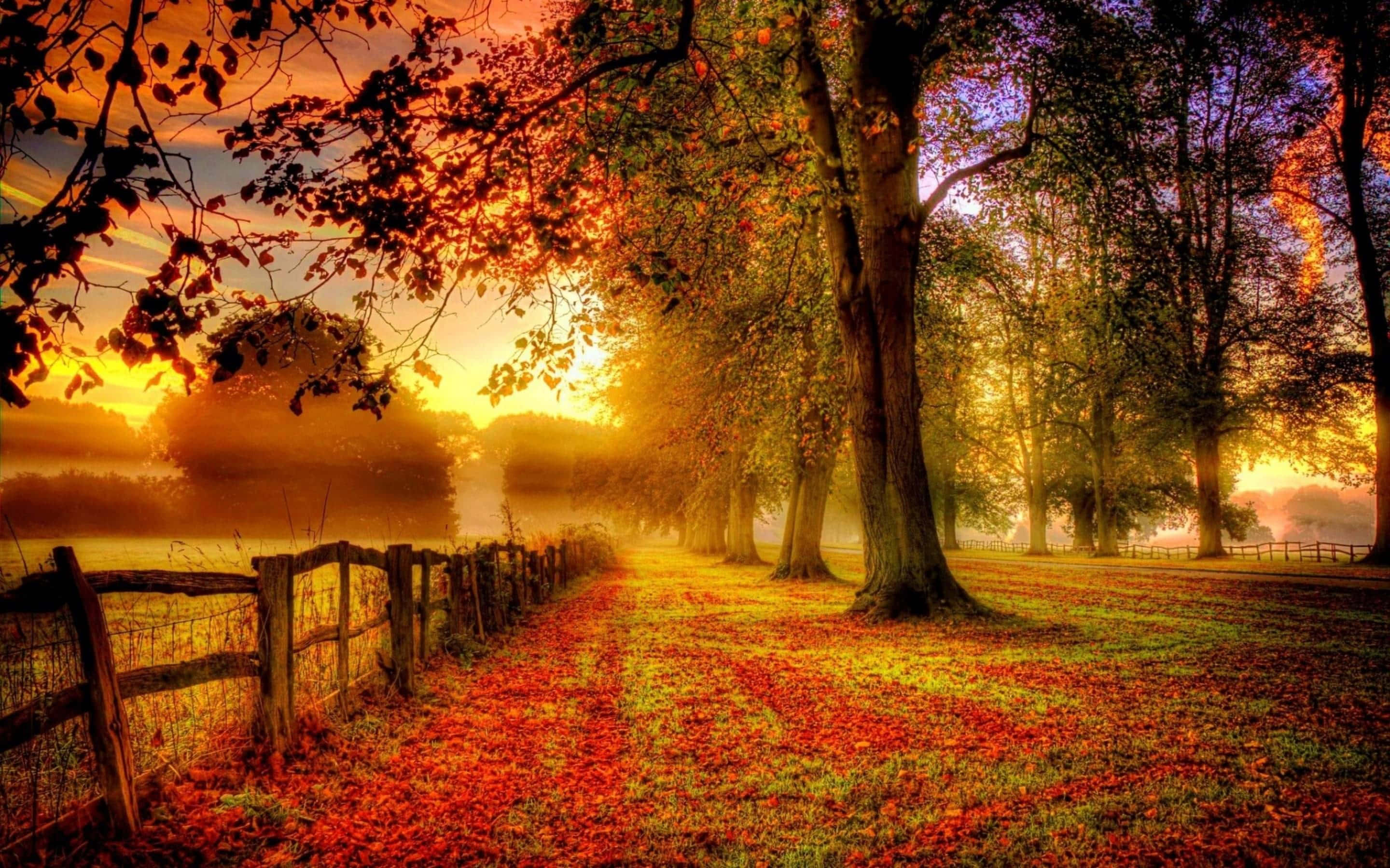 Fall Landscape 桌布 壁紙 — 一條霧氣瀰漫的秋日小徑，兩旁樹木和木柵欄沐浴在金色的日出光芒中，地上鋪滿了紅葉。