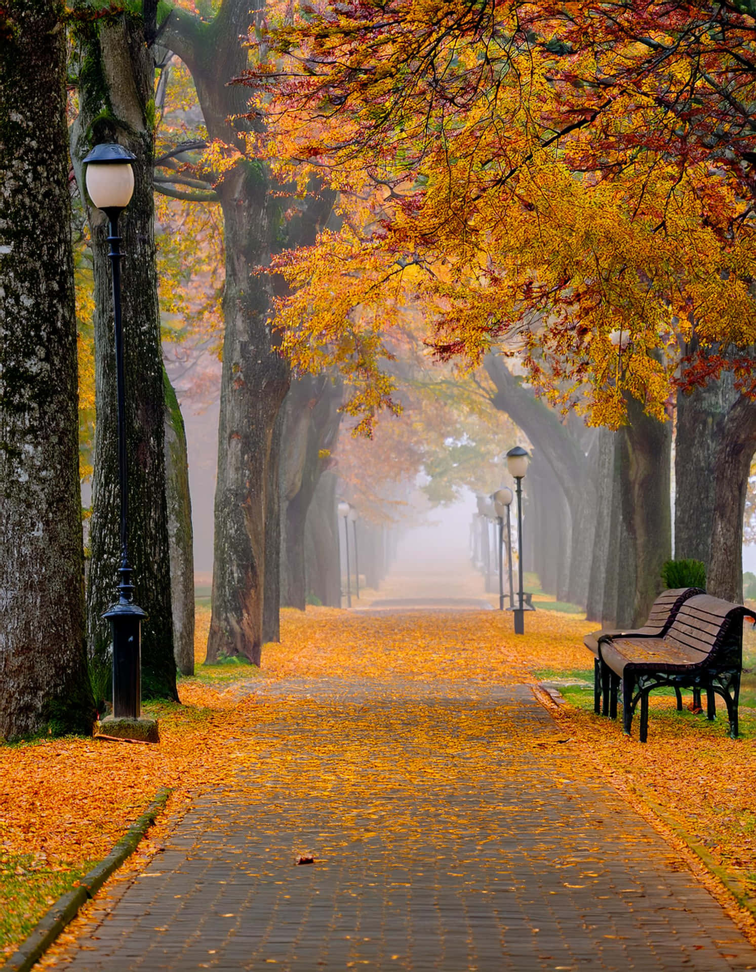 The Silence of Autumn 壁紙 — 一條霧氣瀰漫的秋日小徑，兩旁高樹和長椅林立，鋪滿金黃落葉，沐浴在柔和晨光中。
