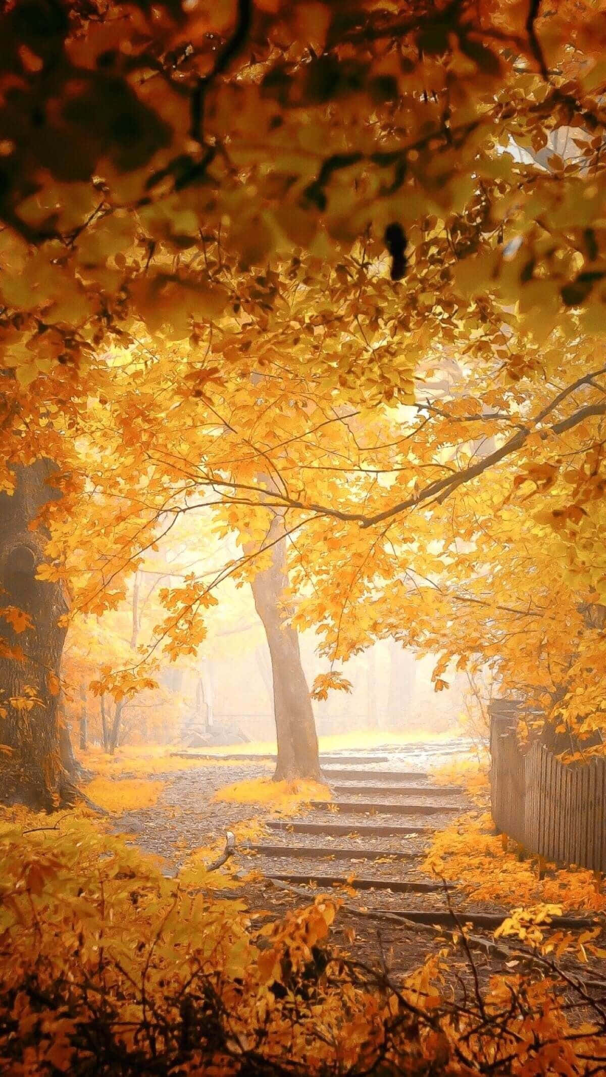 Pretty Fall 桌布 壁紙 — 一條霧氣瀰漫的秋日小徑蜿蜒穿過金色樹葉形成的天篷，襯托著木柵欄和石階。