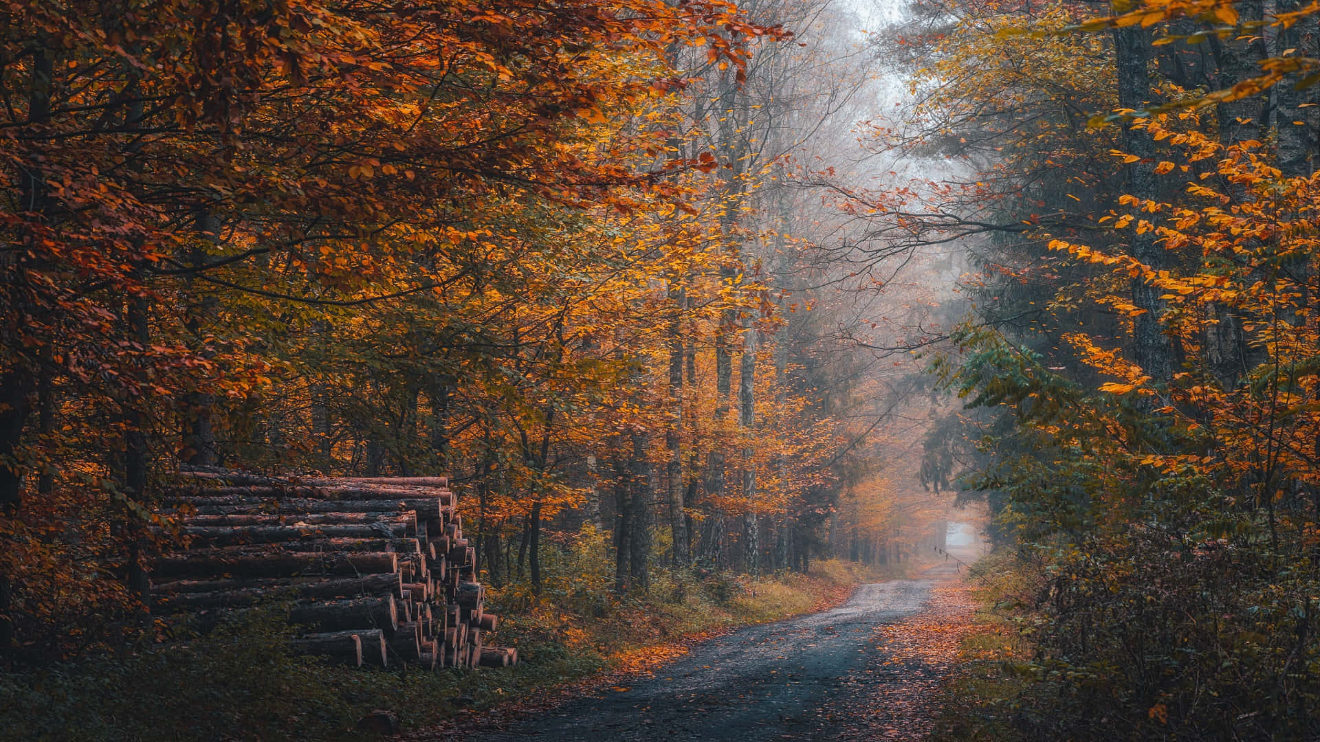 Autumn Trails 桌布 壁紙 — 一條霧氣瀰漫的秋日森林小徑，兩旁是鮮豔的橙色樹葉和堆疊的木頭。