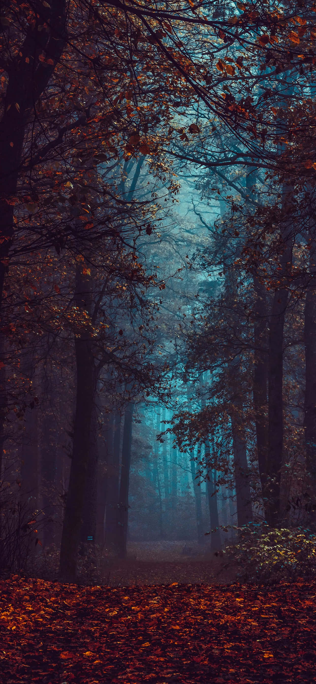 Fall 桌布 壁紙 — 一條霧氣瀰漫的秋日森林小徑，在光禿禿樹枝形成的清涼藍色樹冠下，閃耀著火紅的橙色樹葉。