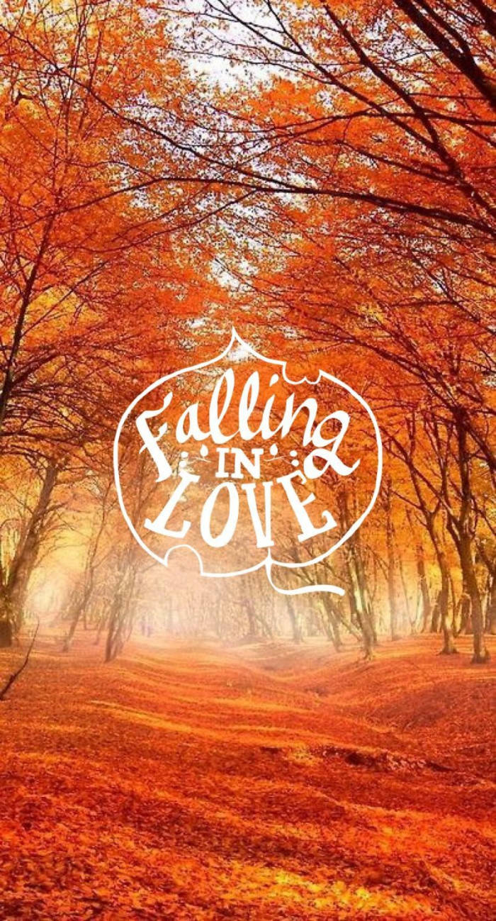 Fall 桌布 壁紙 — 一條霧氣瀰漫的秋日森林小徑，在柔和的金色光芒下閃耀著火紅的橙色樹葉。