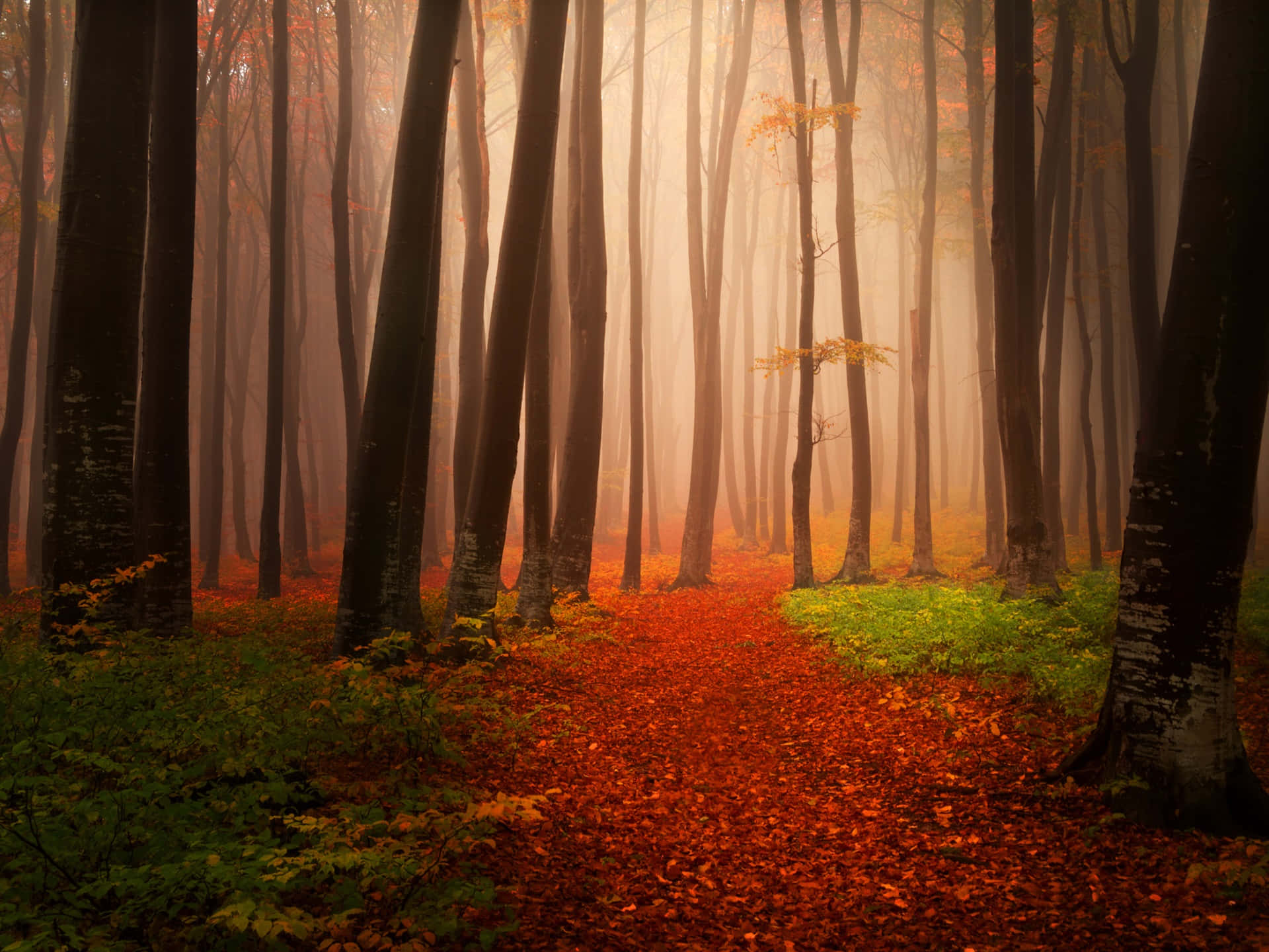 Autumn Trails 桌布 壁紙 — 一條霧氣瀰漫的秋日森林小徑，在柔和的金色光芒下閃耀著火紅的樹葉。