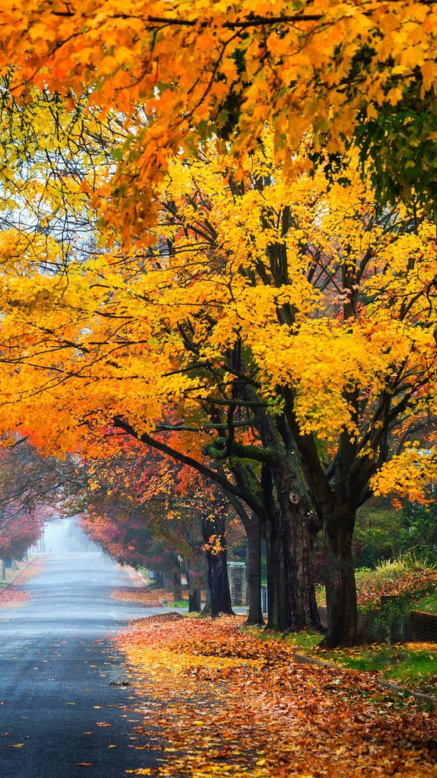 Autumn Fall 桌布 壁紙 — 一條霧氣瀰漫的秋日道路，兩旁種滿鮮豔的黃色和橙色樹木，在落葉上形成金色的樹冠。