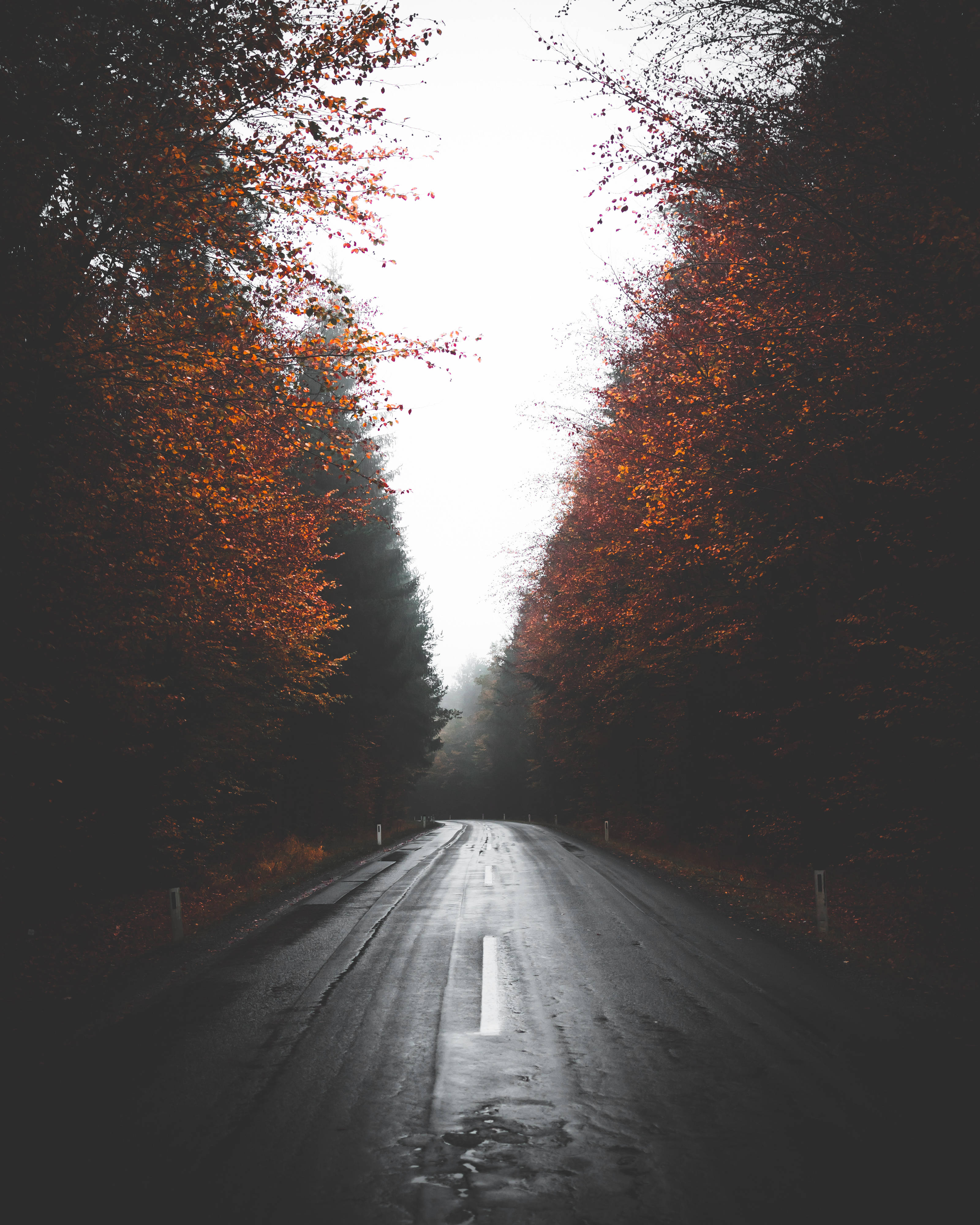 Road 桌布 壁紙 — 一條霧氣瀰漫的秋日道路，穿過火紅橙樹的隧道，通向明亮的天空。