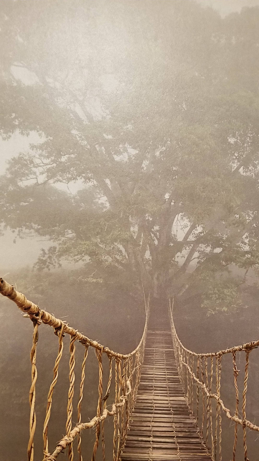 Tree 桌布 壁紙 — 一條霧氣瀰漫的繩橋通向霧林中的一棵巨樹，喚起神秘與孤獨感。