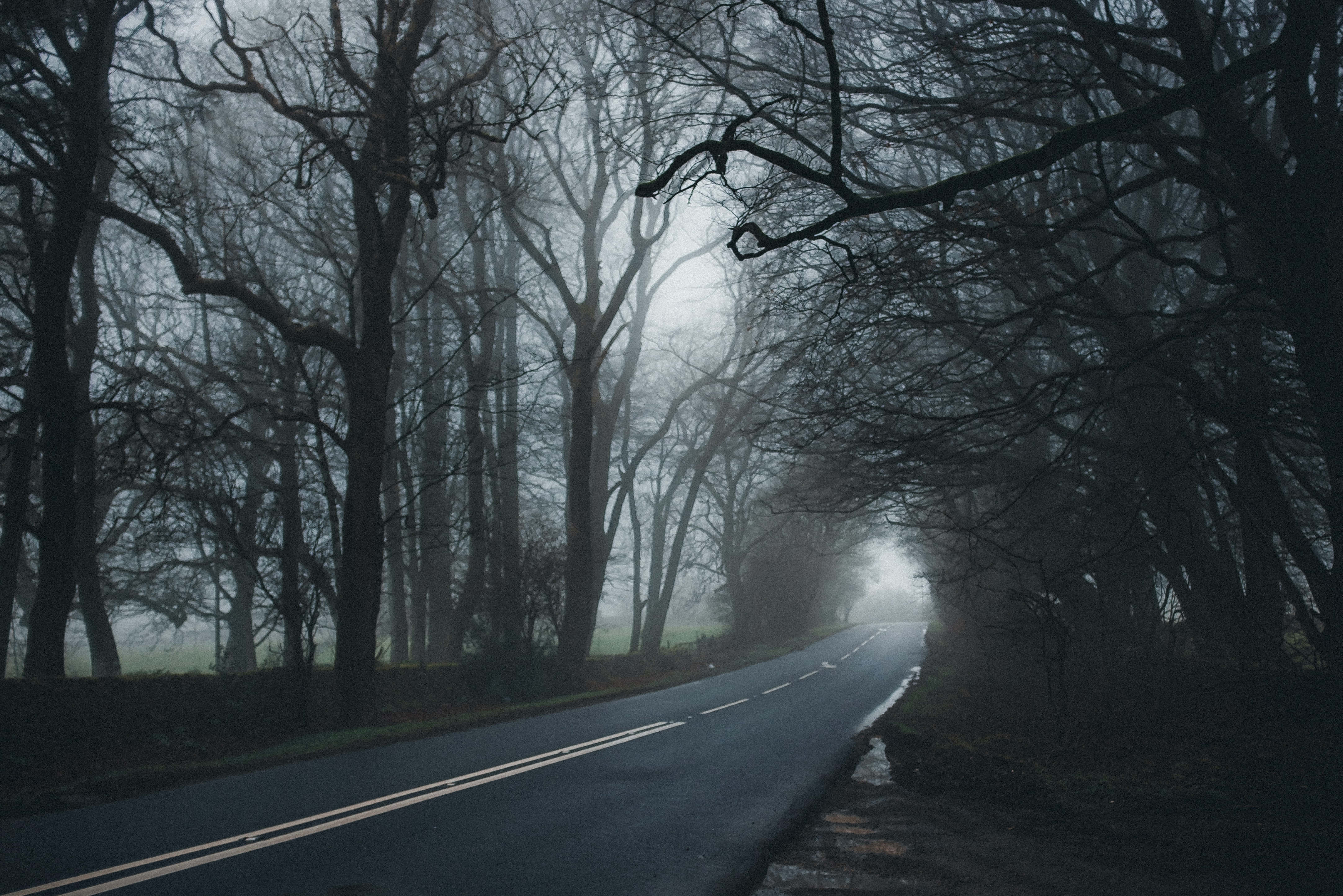 Road 桌布 壁紙 — 一條霧氣瀰漫的道路蜿蜒穿過一片茂密的裸樹林，天空陰沉。