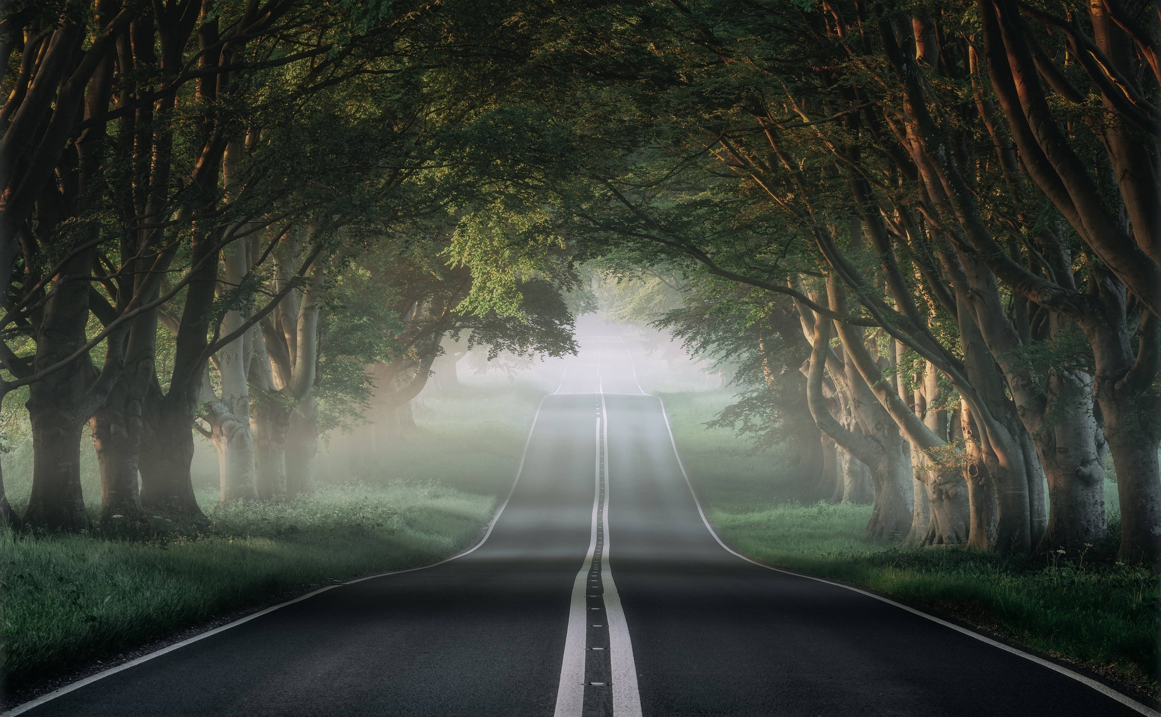 Road 桌布 壁紙 — 一條霧氣瀰漫的道路蜿蜒穿過茂密的森林樹冠，陽光穿過樹木，營造出寧靜而神秘的氛圍。