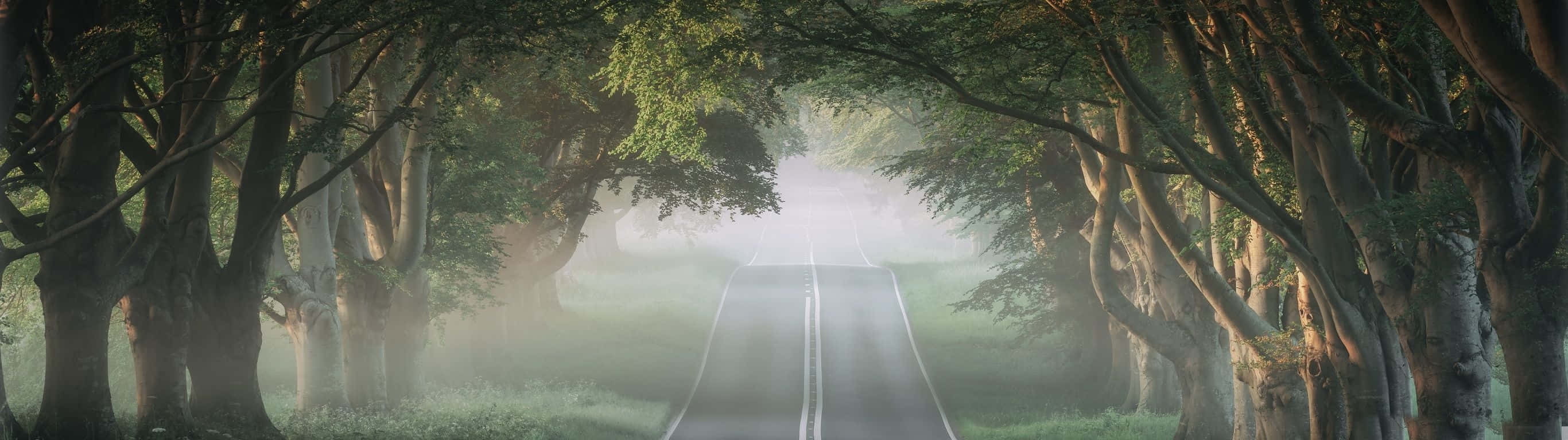 桌布 壁紙 — 一條霧氣瀰漫的道路蜿蜒穿過茂密的森林樹冠，高聳的樹木在潮濕的瀝青上投下斑駁的陰影。