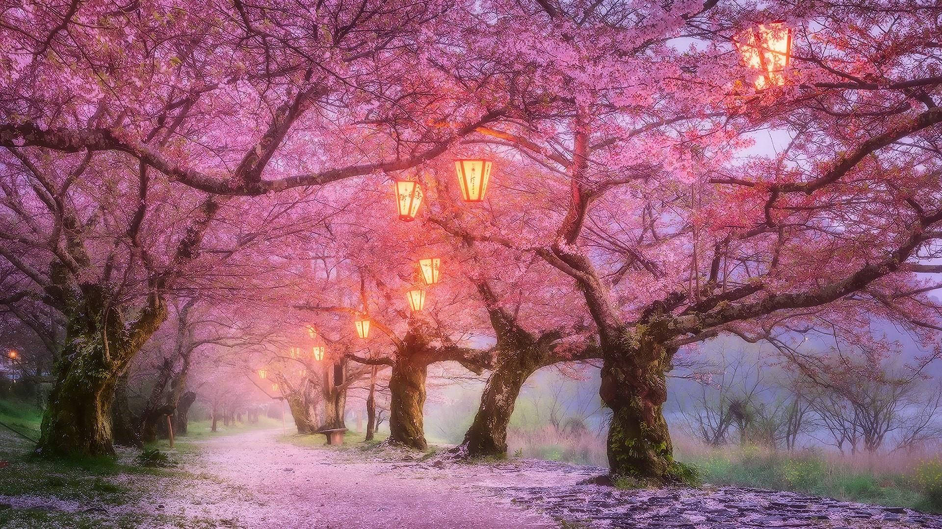 Blossom 桌布 壁紙 — 一條霧濛濛的小徑蜿蜒在發光的粉紅色櫻花樹冠下，在黃昏時被溫暖的燈籠照亮。