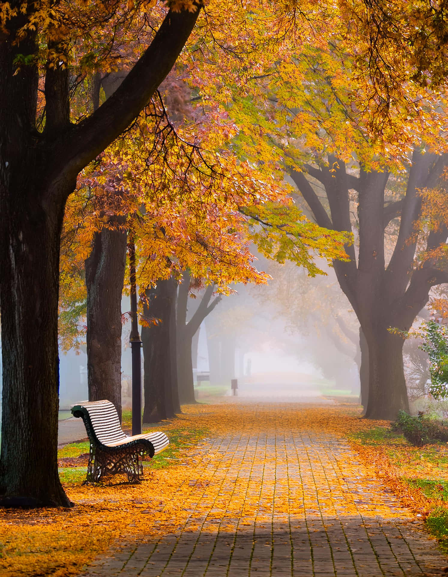 The Silence of Autumn 壁紙 — 一條霧濛濛的秋日小徑，兩旁樹木灑落金黃色的葉子，一條條紋長凳靜靜地坐在溫暖色調的樹冠下。