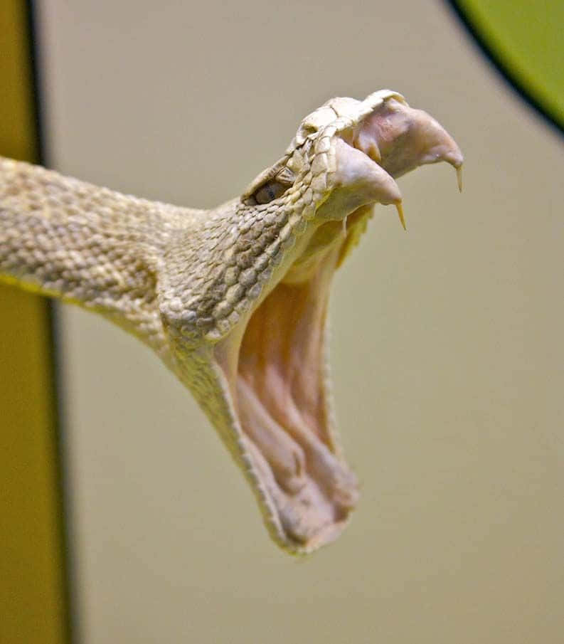 Scary Snake 桌布 壁紙 — 一條響尾蛇張大嘴巴露出尖牙和粉紅色內部的特寫照片。