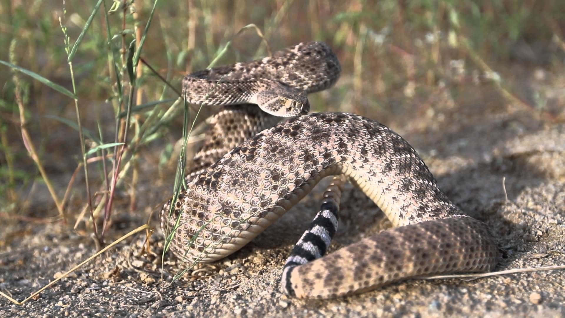 Rattlesnake 桌布 壁紙 — 一條響尾蛇盤繞在沙地上，附近有草，尾巴的響環準備就緒，頭部警覺地抬起。