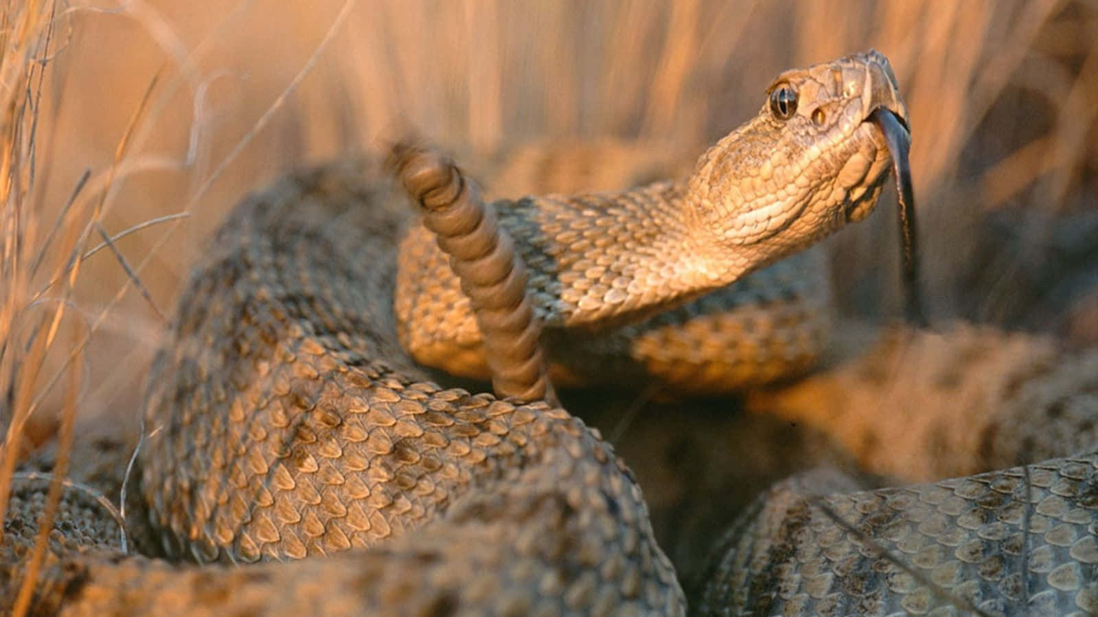 Rattlesnake 桌布 壁紙 — 一條響尾蛇蜷縮在乾草中，在溫暖的金色陽光下吐著舌頭。