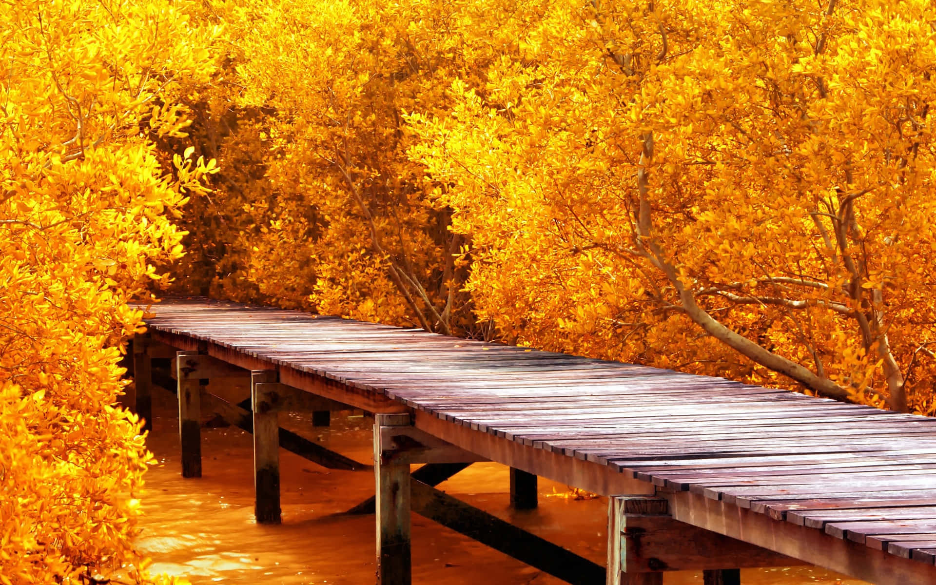 Fall Scenes 桌布 壁紙 — 一條風化的木棧道蜿蜒穿過一片茂密的森林，森林中金黃色的秋葉如火般燃燒。