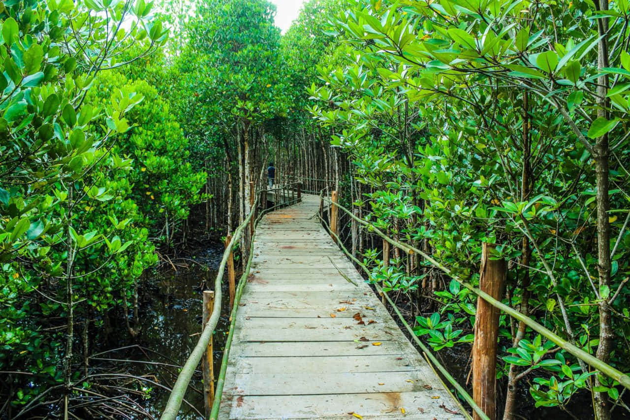 Eco-tourism 桌布 壁紙 — 一條風化的木棧道蜿蜒穿過茂密的綠色紅樹林，下方是泥濘的水面。