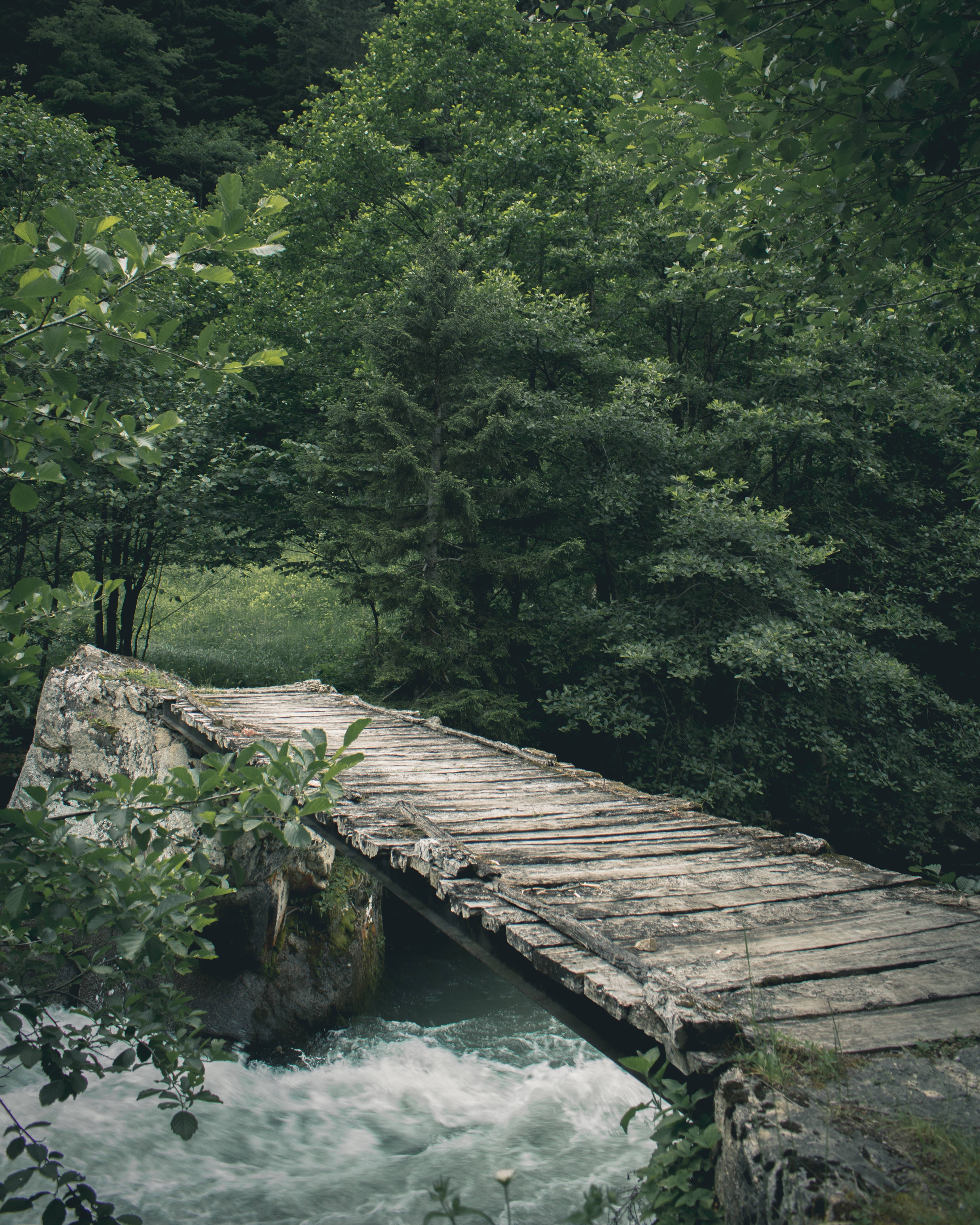 river 桌布 壁紙 — 一條風化的木橋橫跨茂密綠色森林中的湍急河流。