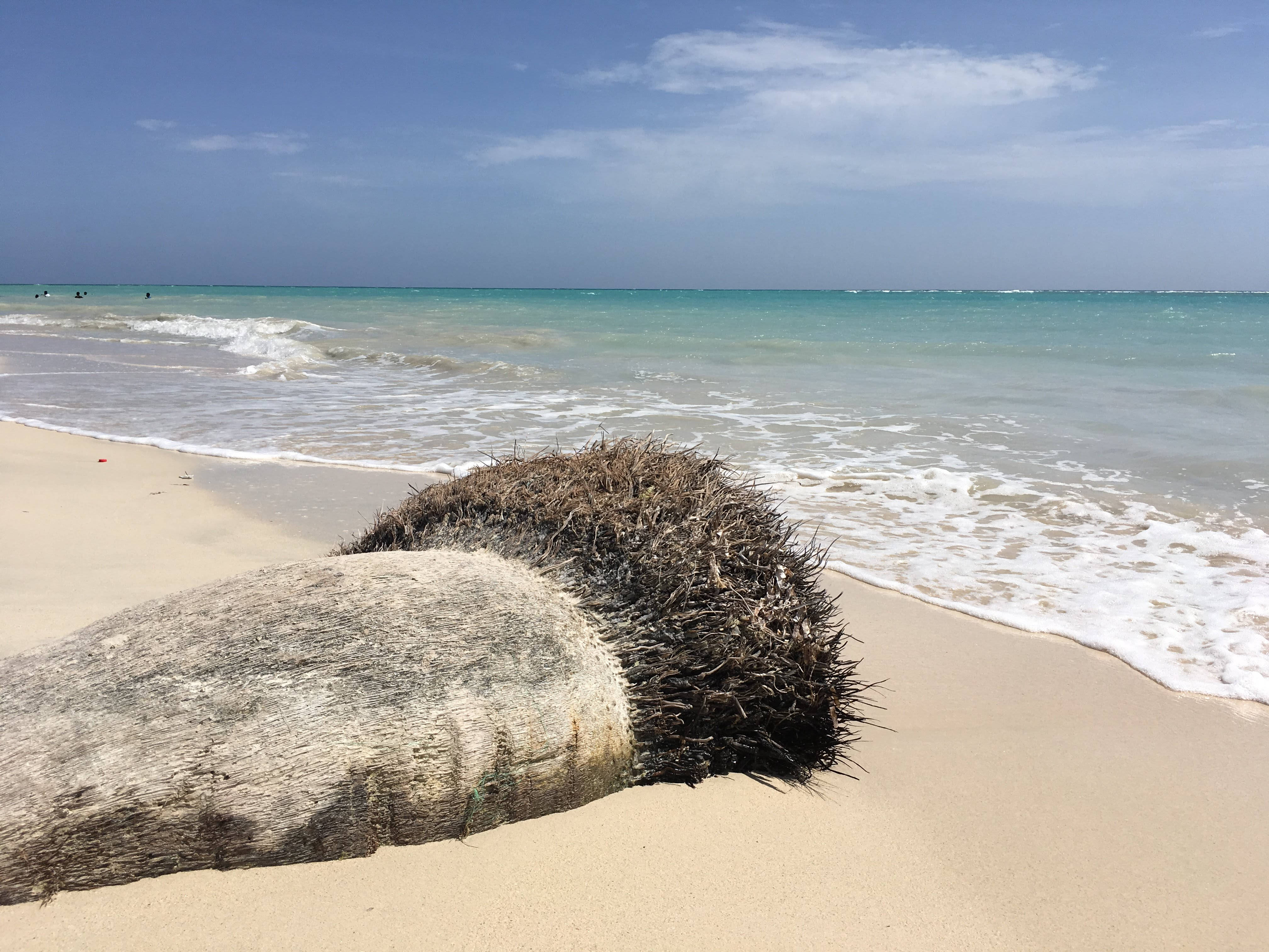 Haiti 桌布 壁紙 — 一條風化的棕櫚樹幹帶有乾枯的葉子躺在金色的沙灘上，溫和的海浪在晴朗的藍天下拍打著。
