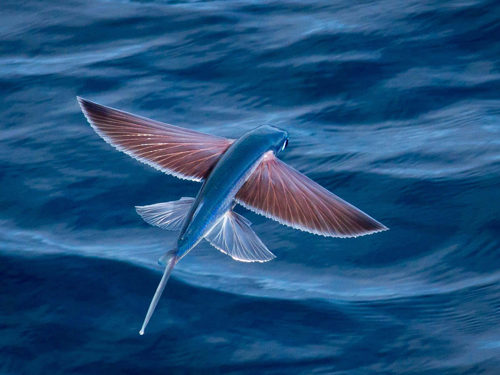 魚 桌布 壁紙 — 一條飛魚在深藍色海浪上優雅地滑翔，展開半透明的翅膀。