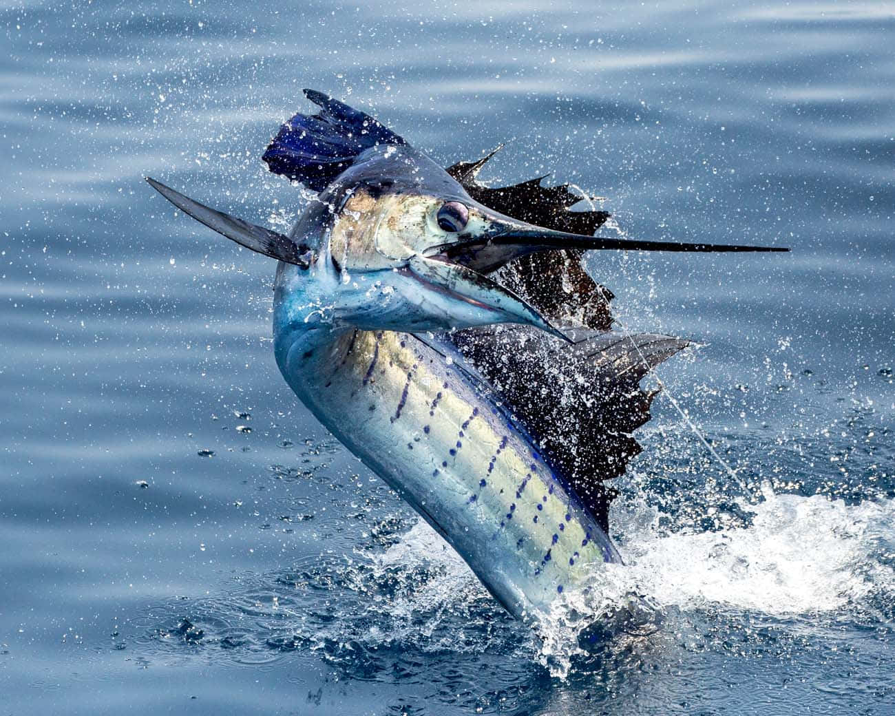 Sailfish 桌布 壁紙 — 一條馬林魚從深藍色的海水中強力躍起，濺起水花，展現動態的爆發力。