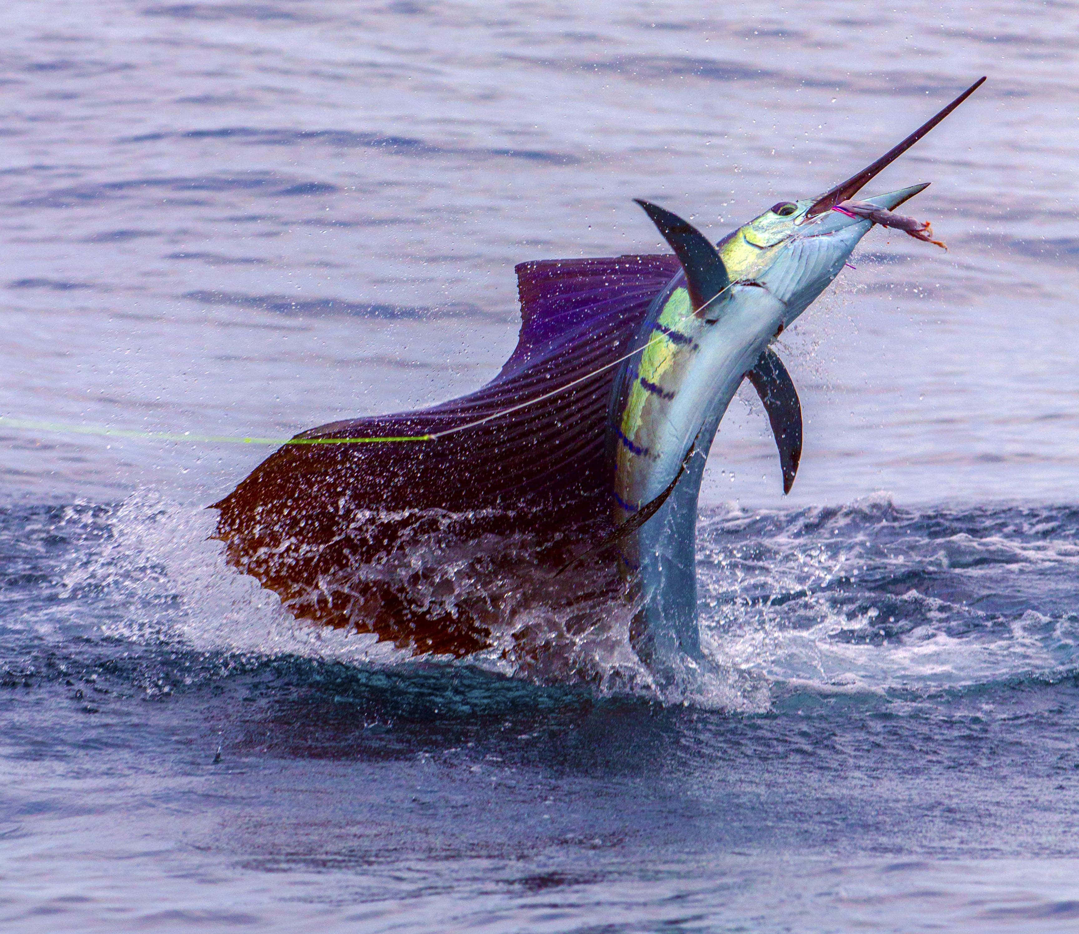 Sailfish 桌布 壁紙 — 一條馬林魚戲劇性地從海面躍起，展開其帆狀背鰭，長長的喙指向天空。