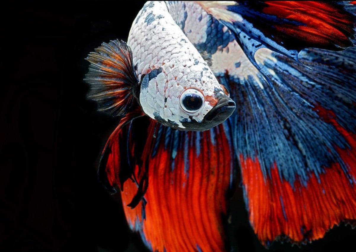 Beautiful Fish 桌布 壁紙 — 一條鬥魚的特寫，帶有鮮豔的紅色和藍色魚鰭，背景為黑色。