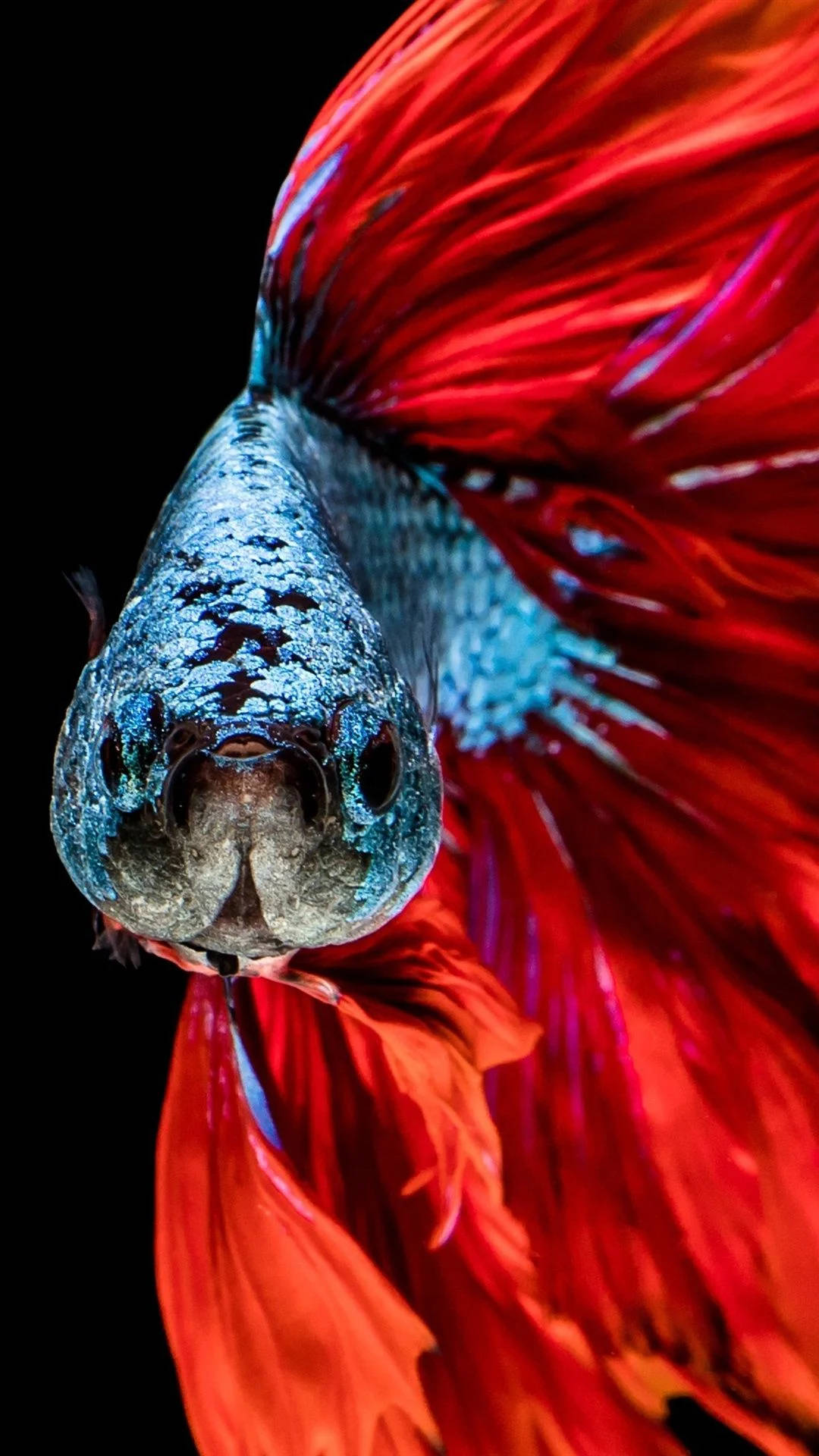 動物 桌布 壁紙 — 一條鬥魚的特寫，有鮮紅色的鰭和虹彩藍色的鱗片，背景是黑色。