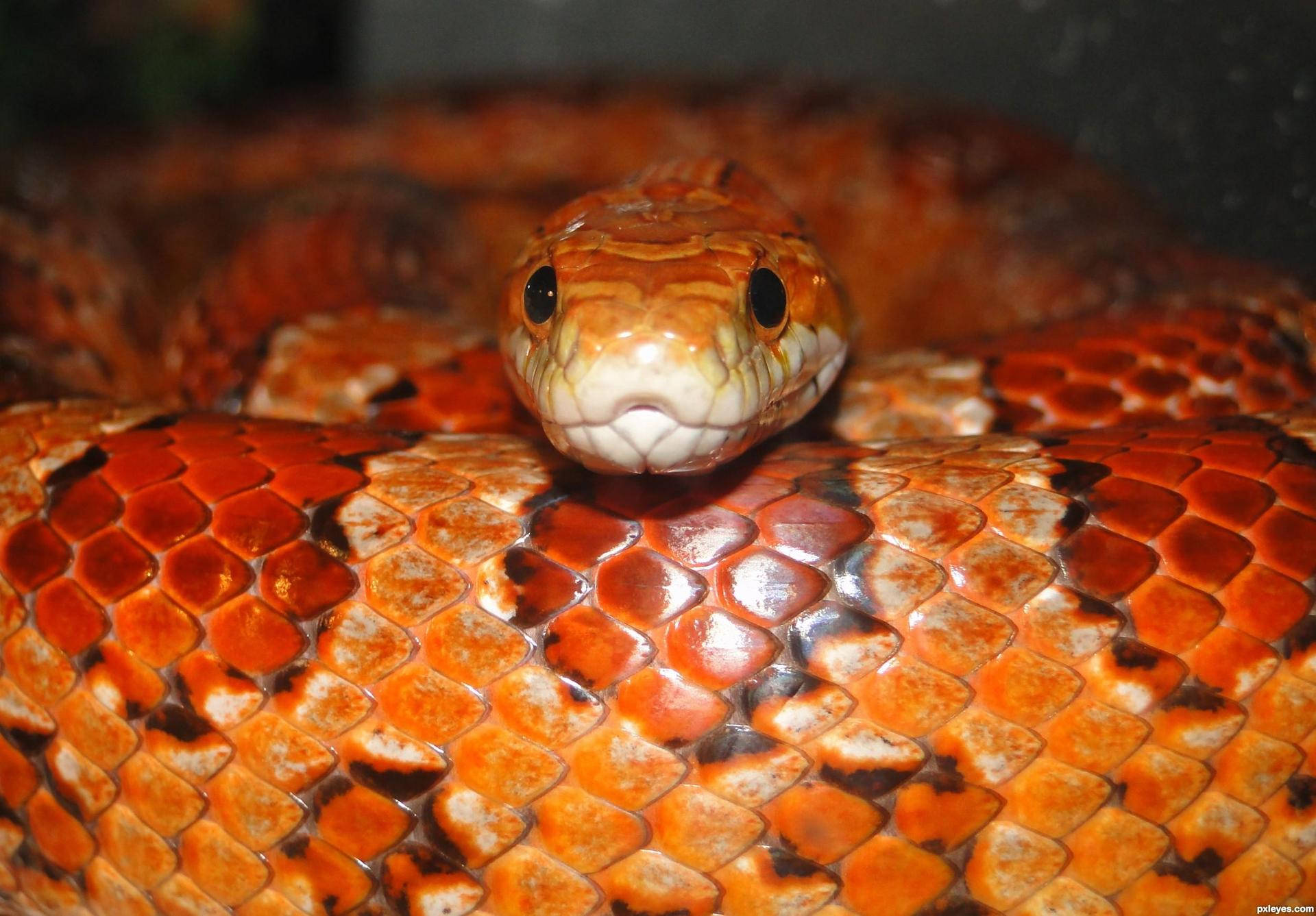 reptile 桌布 壁紙 — 一條鮮橙色蛇的特寫，帶有詳細的鱗片和深色眼睛，盤繞在柔焦背景中。