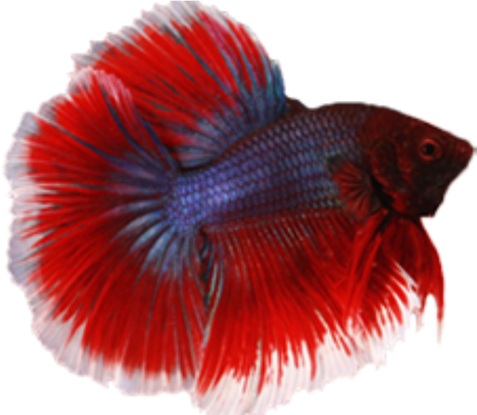 魚 桌布 壁紙 — 一條鮮紅和藍色的鬥魚，魚鰭飄逸，在純黑背景中游動。