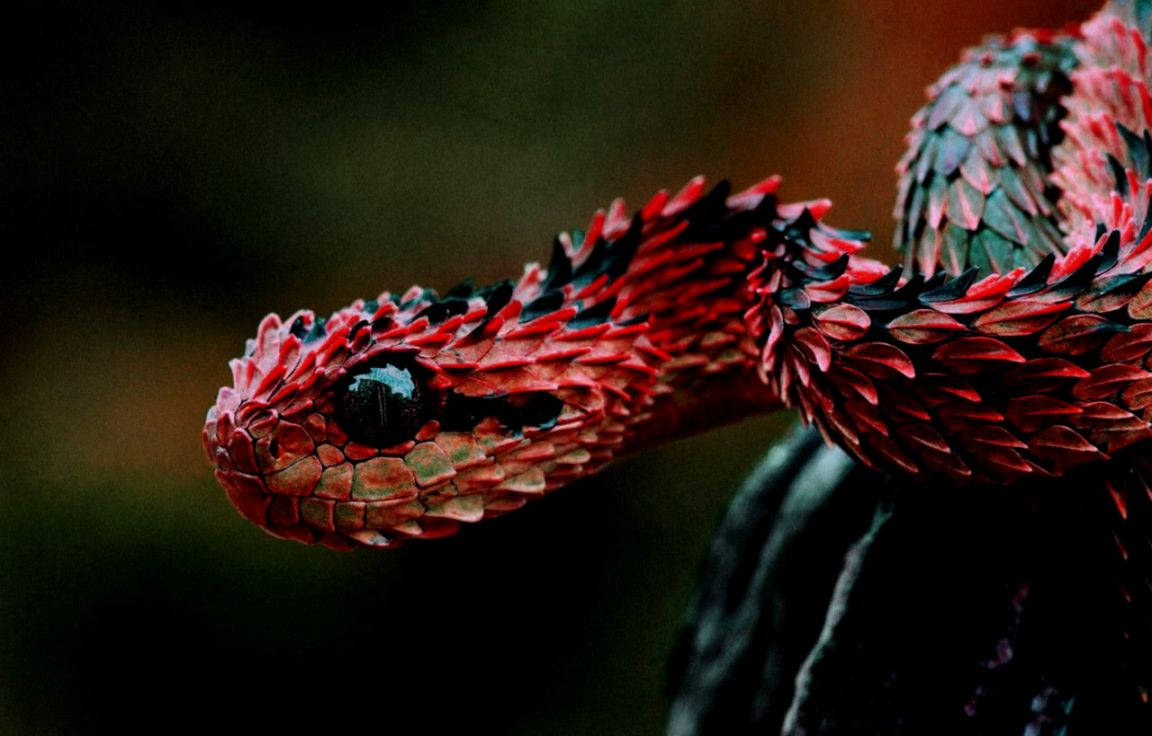reptile 桌布 壁紙 — 一條鮮紅色和黑色毒蛇的特寫，帶有複雜的鱗片和銳利的黑眼睛。