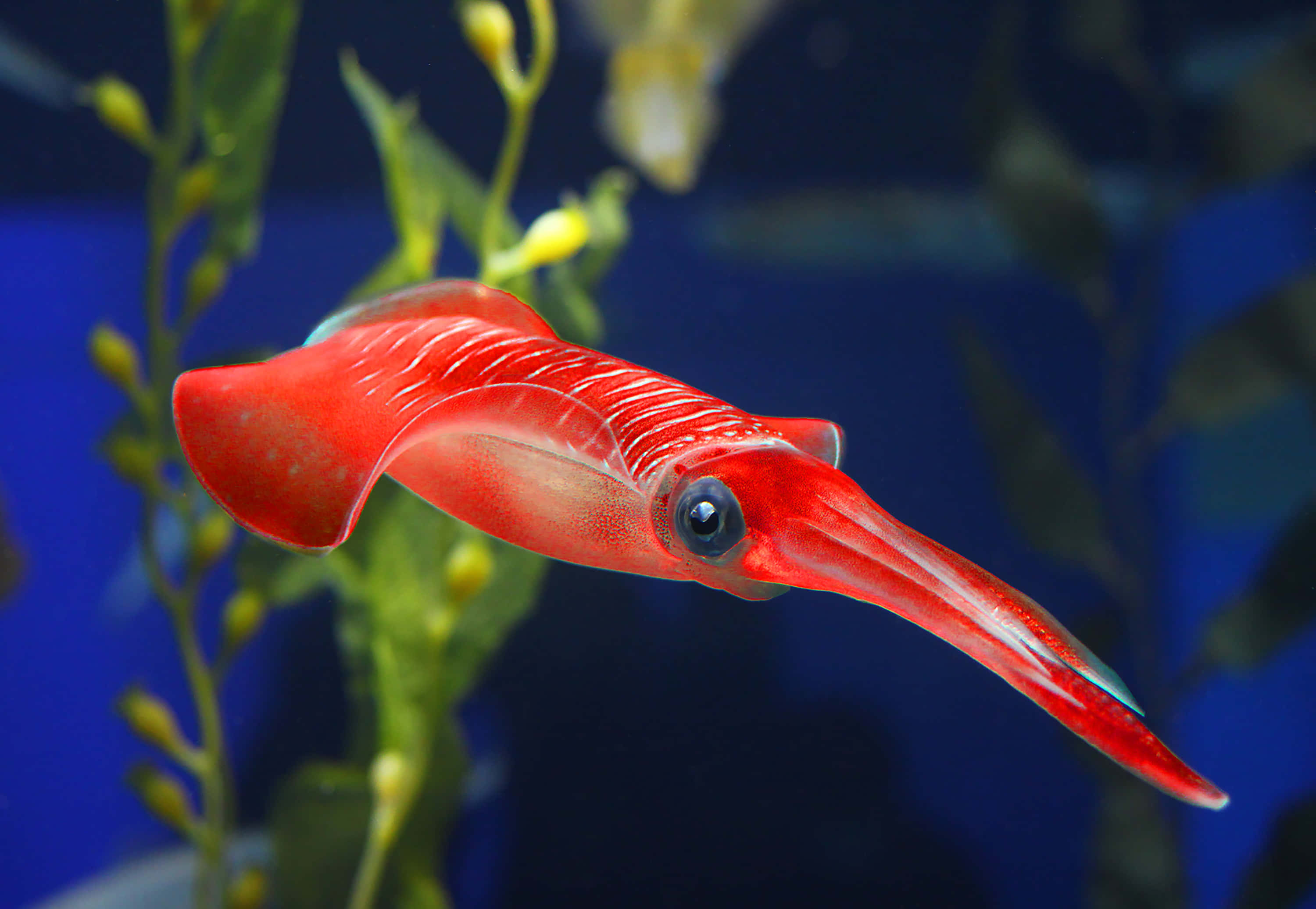 squid 桌布 壁紙 — 一條鮮紅色的墨魚在深藍色水中優雅地滑行，旁邊有綠色海草。