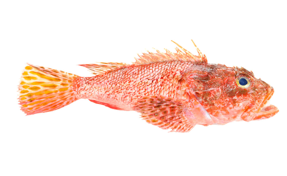 Scorpionfish 桌布 壁紙 — 一條鮮紅色的蠍子魚，帶有尖刺的鰭和引人注目的藍色眼睛，在純白色背景上休息。