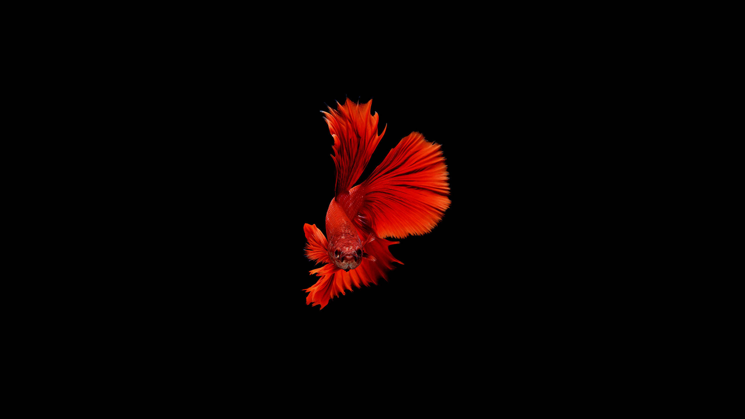 魚 桌布 壁紙 — 一條鮮紅色的鬥魚，帶有流動的魚鰭，在純黑色背景上優雅地滑行。