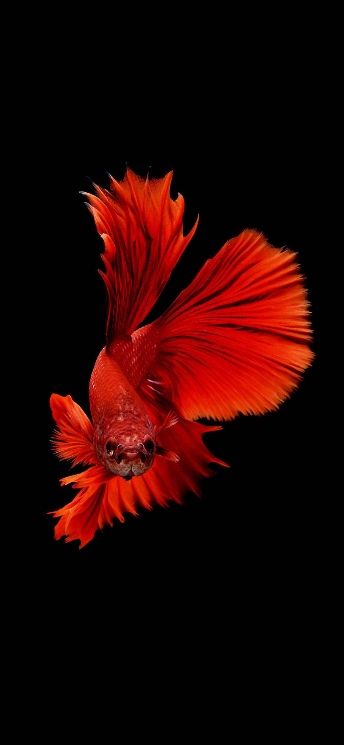 動物 桌布 壁紙 — 一條鮮紅色的鬥魚，帶有流動的魚鰭，在純黑色背景下游泳。