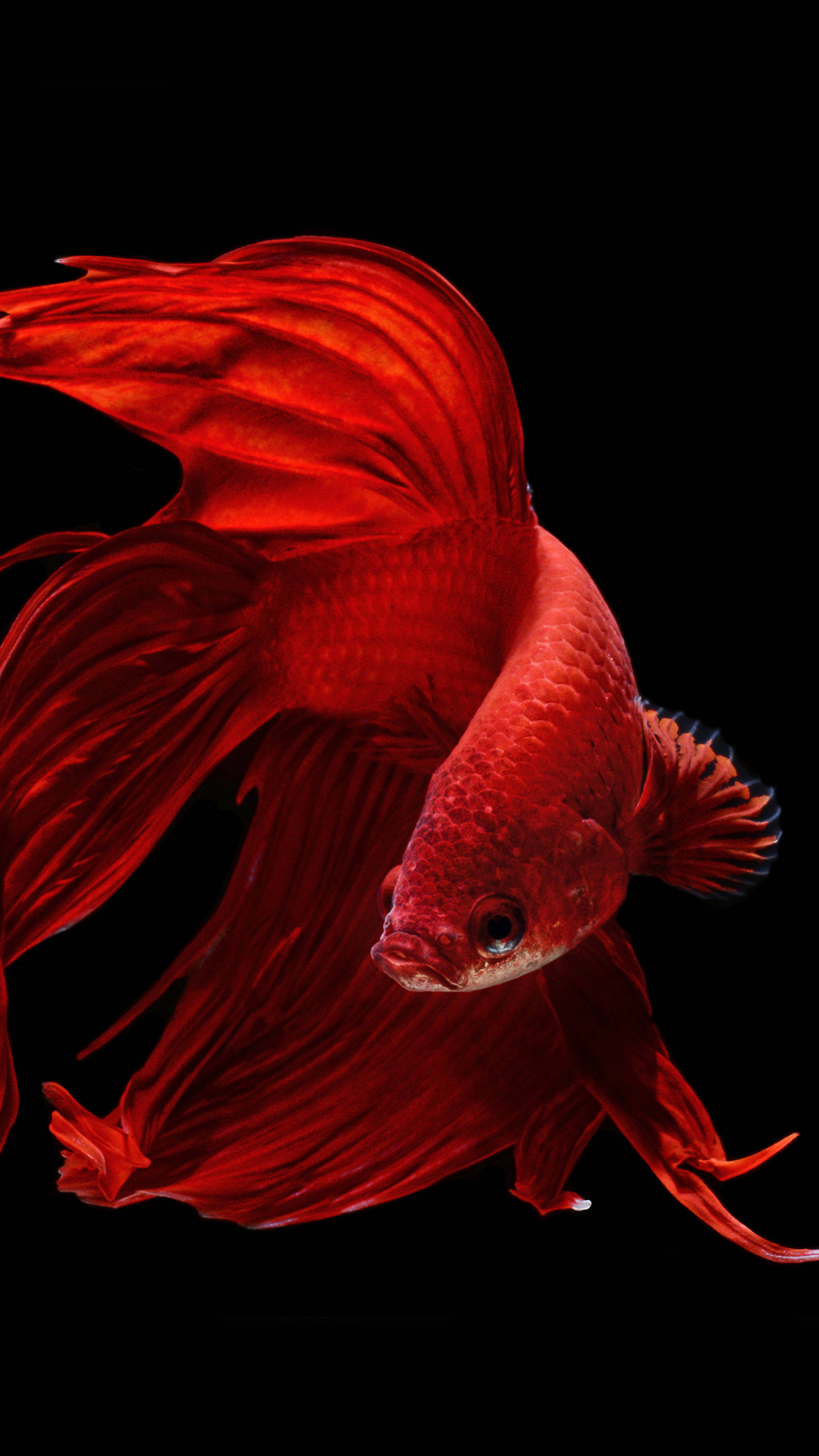 OLED 桌布 壁紙 — 一條鮮紅色的鬥魚，帶有流動的魚鰭，在漆黑的背景中優雅地游動。