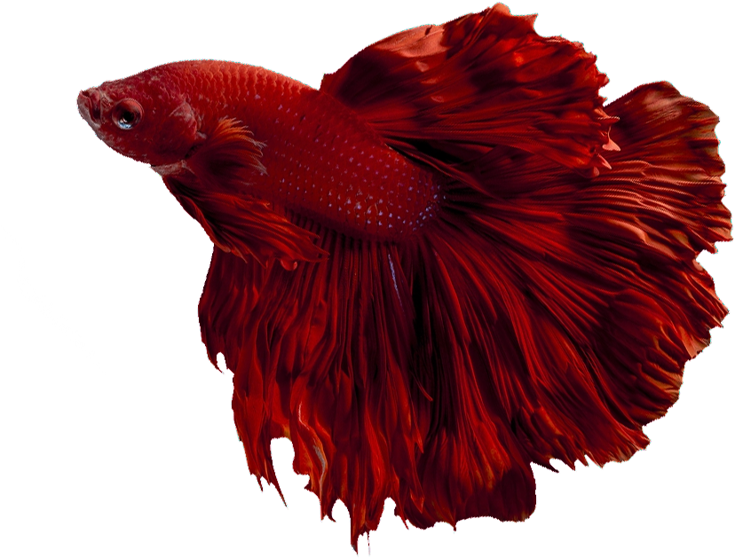 魚 桌布 壁紙 — 一條鮮紅色的鬥魚，帶有流動的魚鰭，在純黑色背景上優雅地滑行。