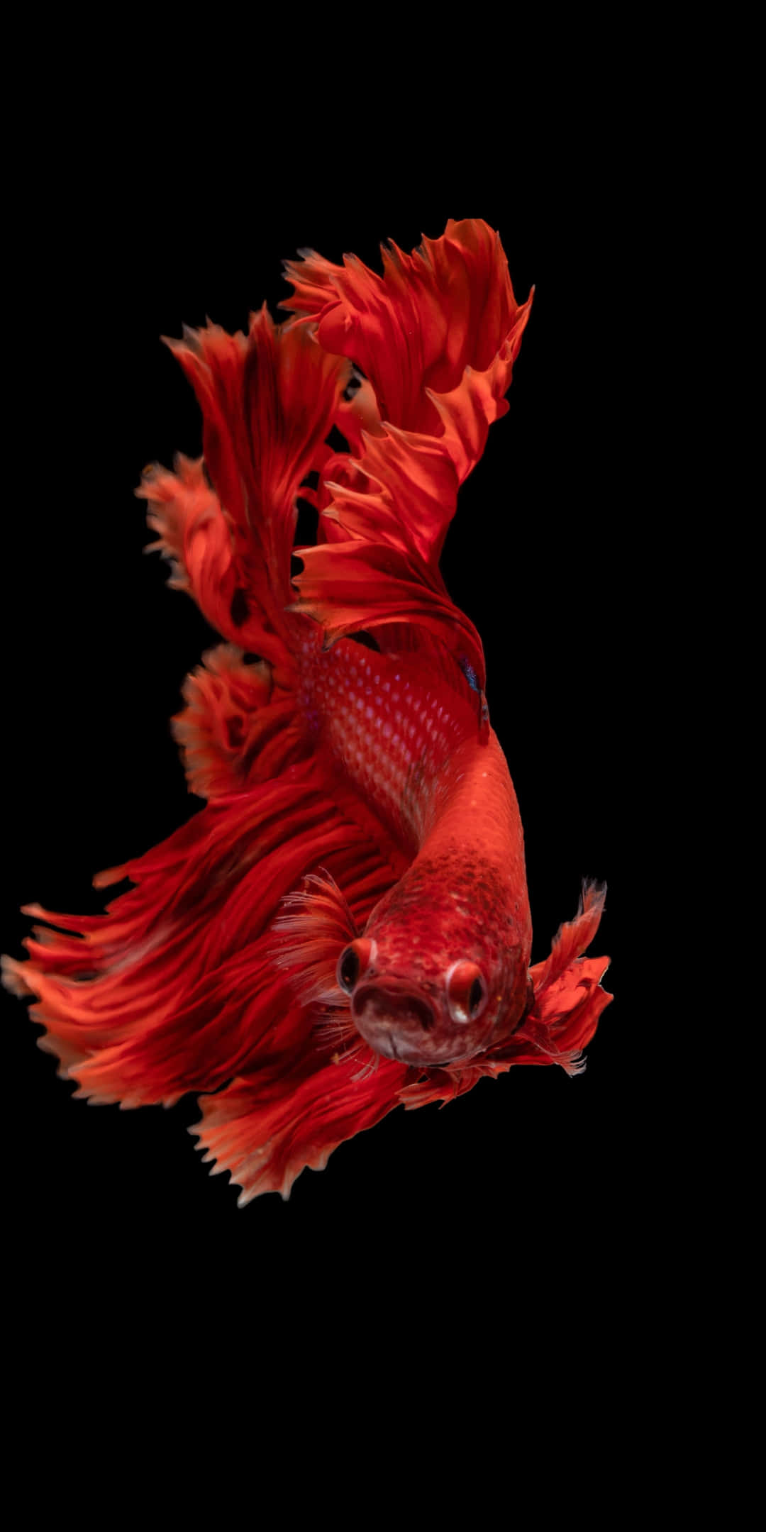 Pixel 3 Fish 桌布 壁紙 — 一條鮮紅色的鬥魚，帶有流動的魚鰭，在純黑色背景上優雅地游動。
