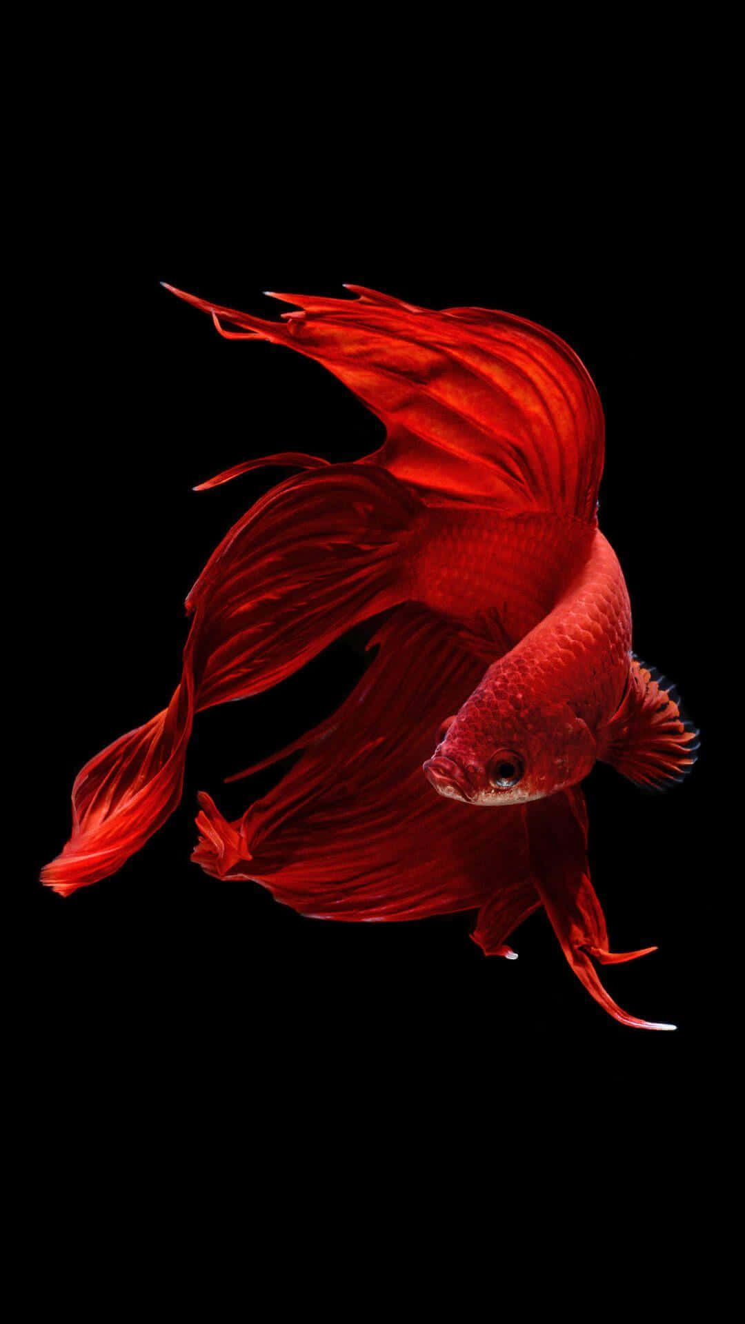 iPhone 桌布 壁紙 — 一條鮮紅色的鬥魚，帶有流動的魚鰭，在純黑背景上優雅地滑行。