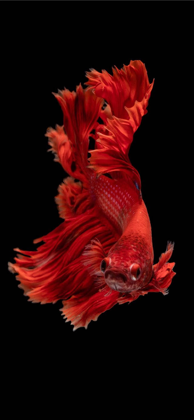 紅色 iPhone 桌布 壁紙 — 一條鮮紅色的鬥魚，帶有流暢的魚鰭，在純黑色背景下優雅地游動。