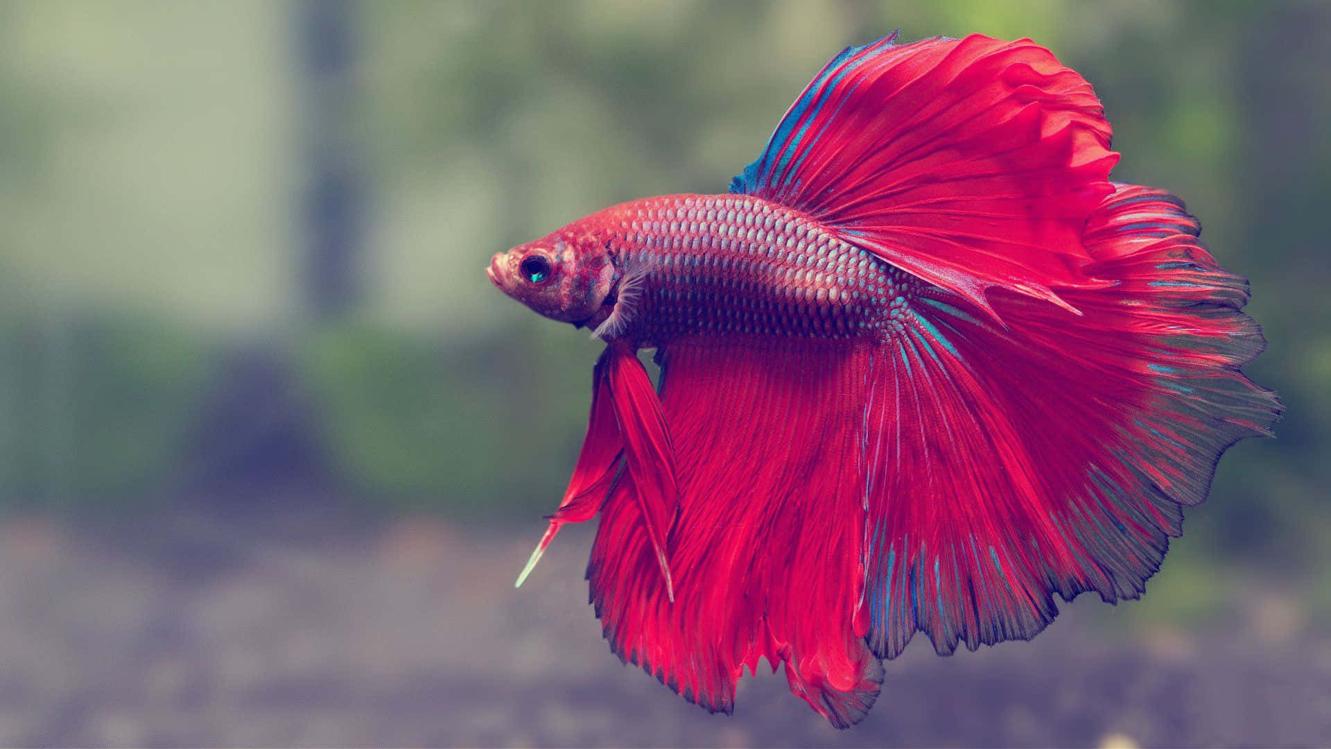HD Fish 桌布 壁紙 — 一條鮮紅色的鬥魚，擁有流動的魚鰭，在柔和模糊的水生環境中優雅地滑行。