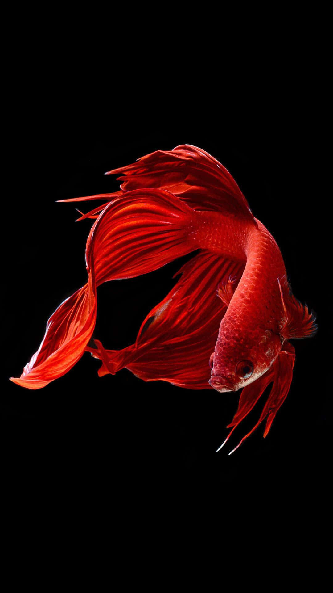 iOS 桌布 壁紙 — 一條鮮紅色的鬥魚，擁有流暢的魚鰭，在純黑背景上優雅地游動。
