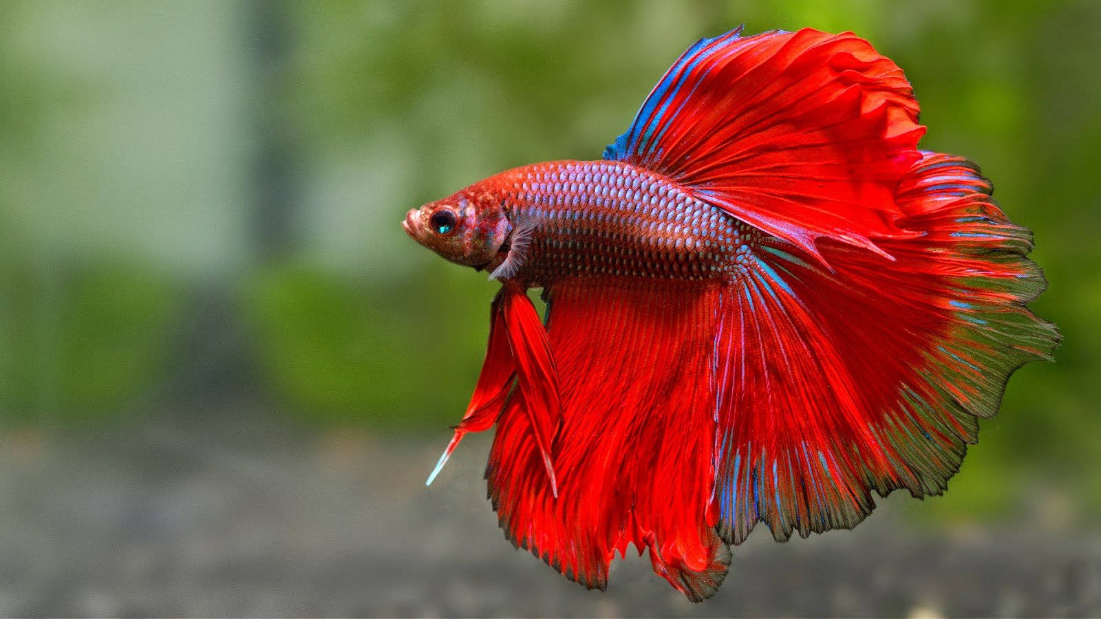魚 桌布 壁紙 — 一條鮮紅色的鬥魚，擁有流暢的魚鰭，在柔和模糊的水生環境中優雅地游動。