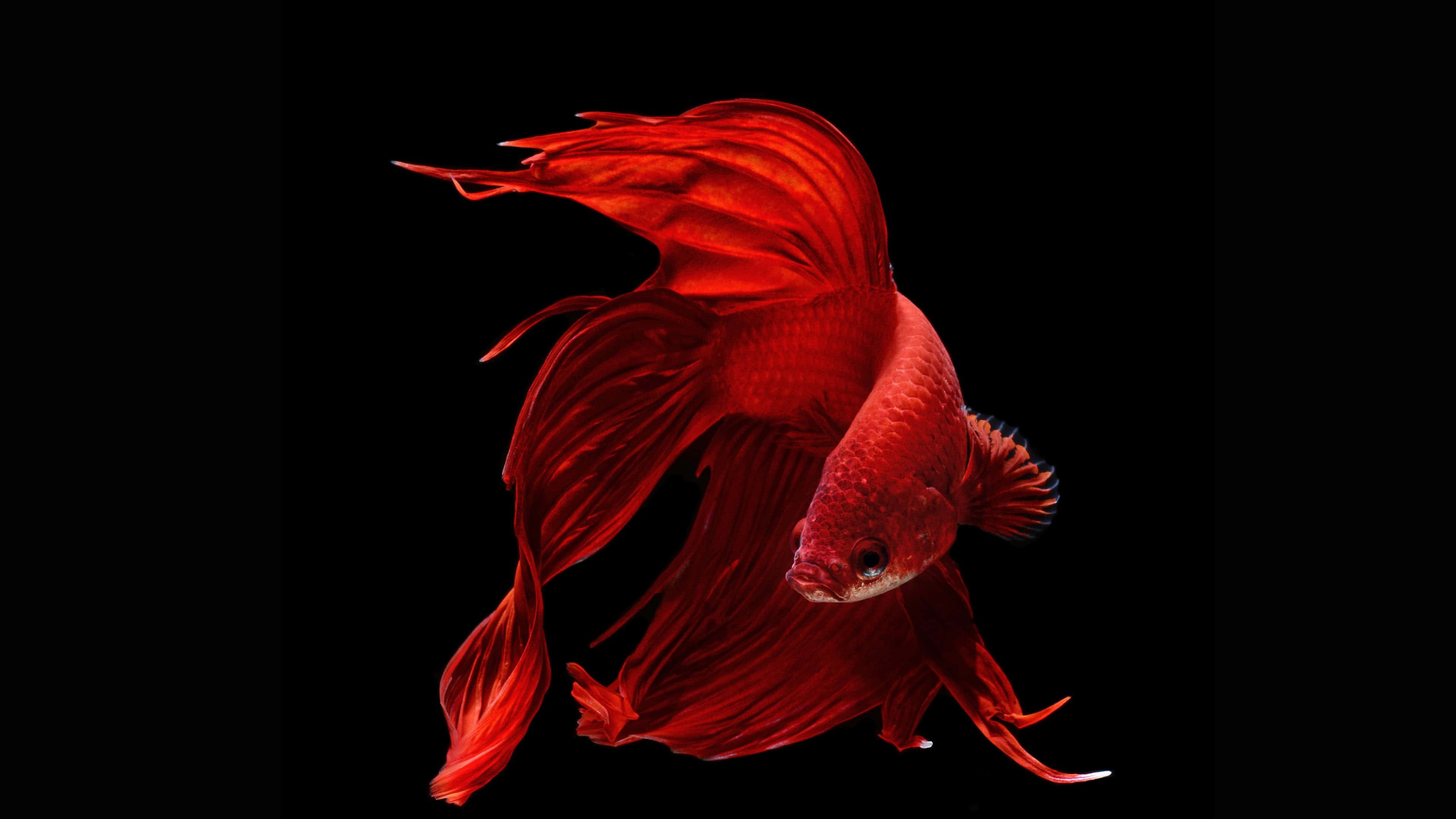 4K Fish 桌布 壁紙 — 一條鮮紅色的鬥魚，魚鰭流暢，在純黑背景下優雅地滑行。