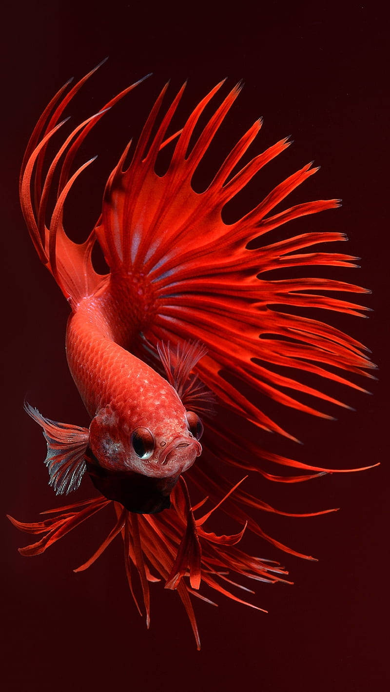 iPhone 6s 動態 桌布 壁紙 — 一條鮮紅色的鬥魚，魚鰭飄逸，在深栗色背景中優雅地游動。