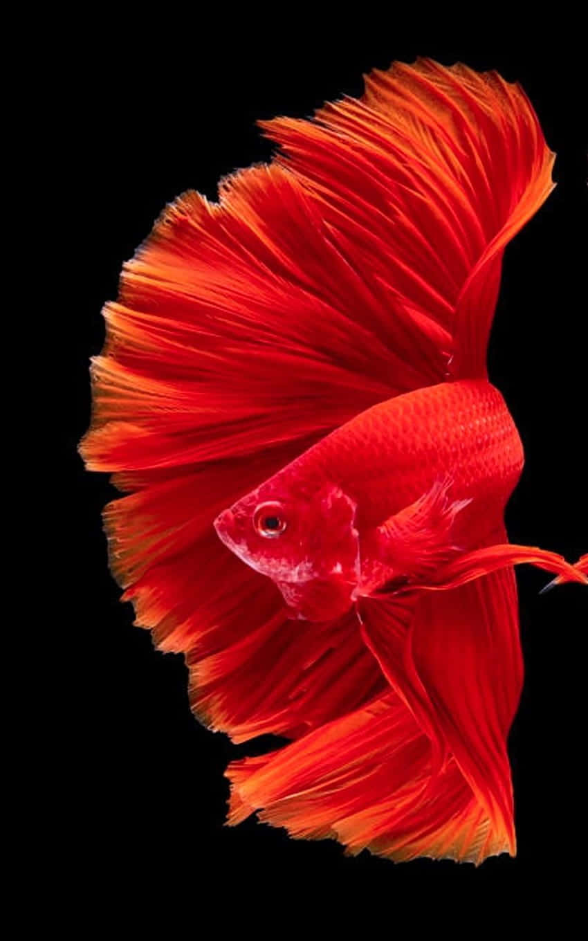 一條魚鰭飄逸的紅色鬥魚，背景為黑色。 — 魚 GIF 壁紙