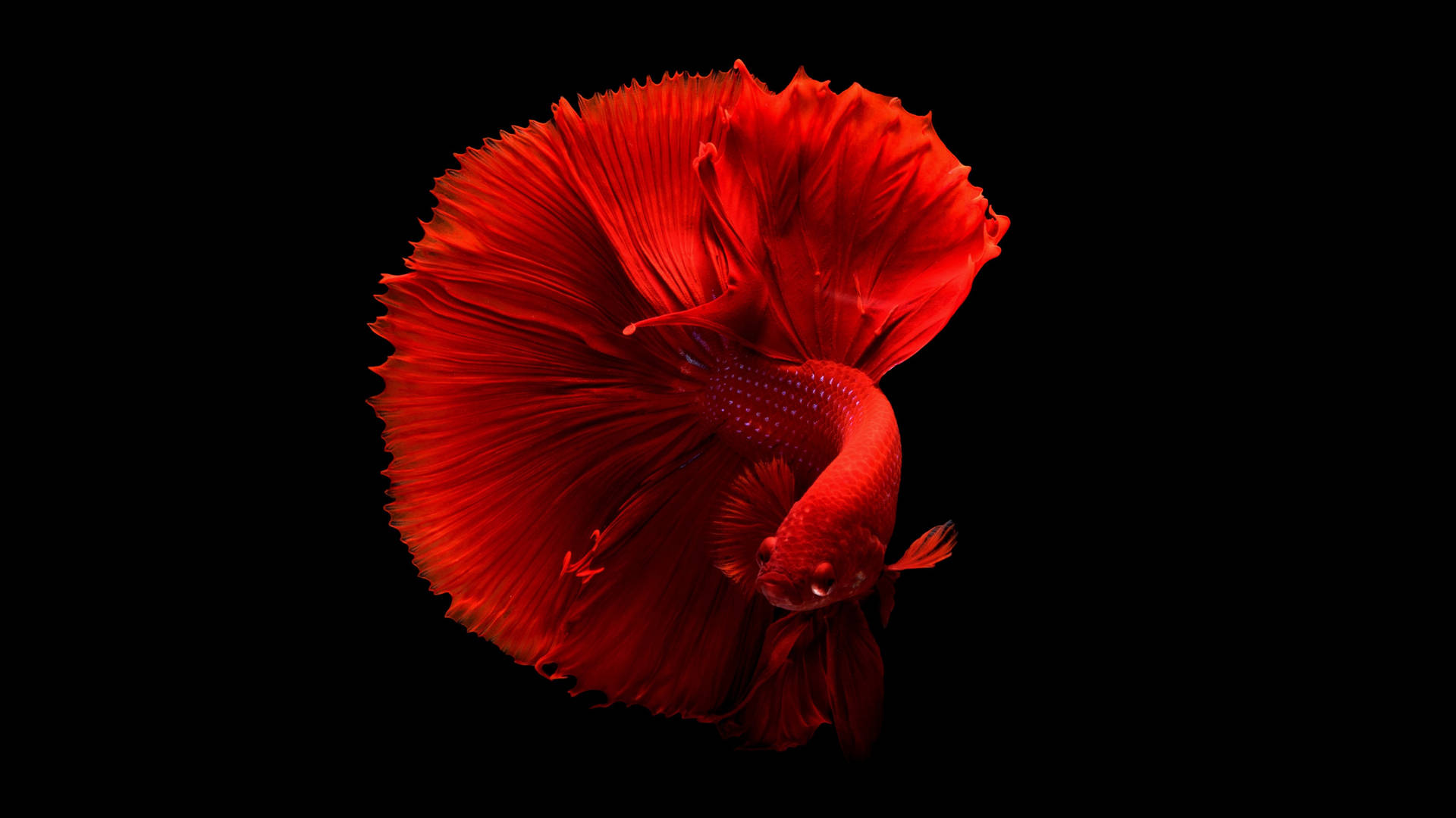 一條紅色的鬥魚，魚鰭飄逸，在黑色背景上。