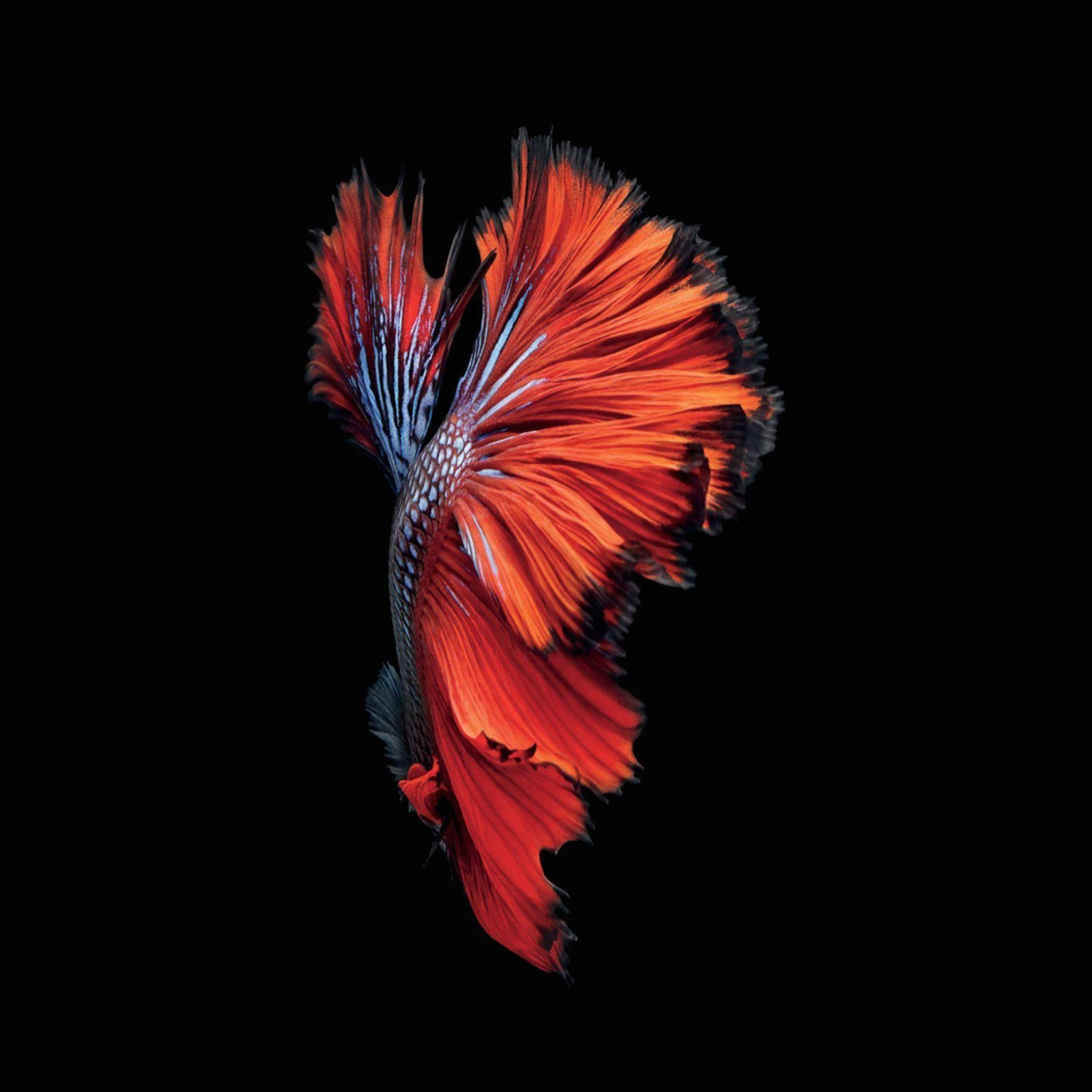 AMOLED 桌布 壁紙 — 一條鮮紅色的鬥魚，魚鰭飄逸，在純黑色背景下閃耀。