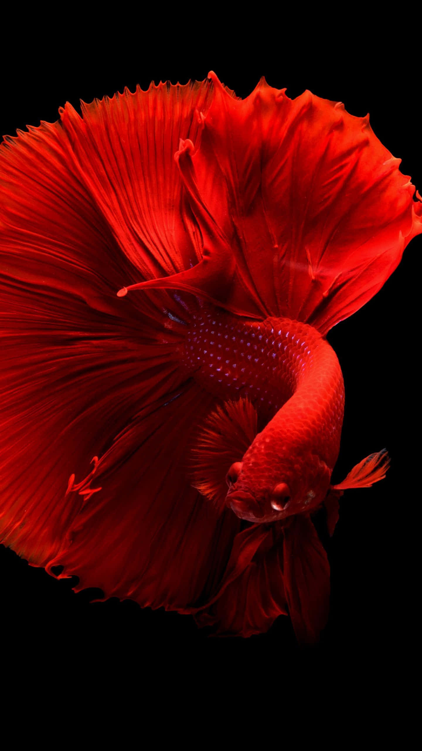 HD Fish 桌布 壁紙 — 一條鮮紅色的鬥魚，魚鰭飄逸，在純黑色背景上閃耀著光芒。