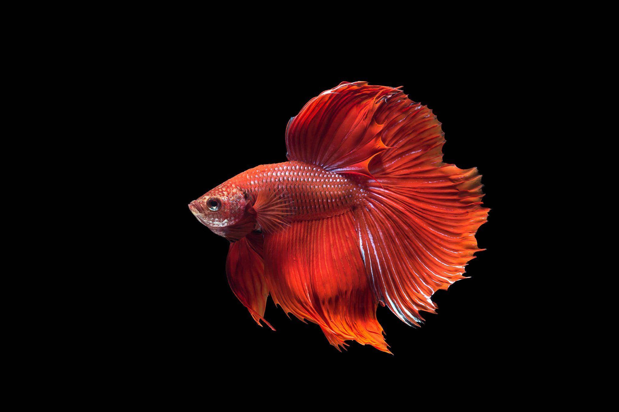 Betta Fish 桌布 壁紙 — 一條鮮紅色的鬥魚，魚鰭飄逸，在純黑背景下優雅地游動。